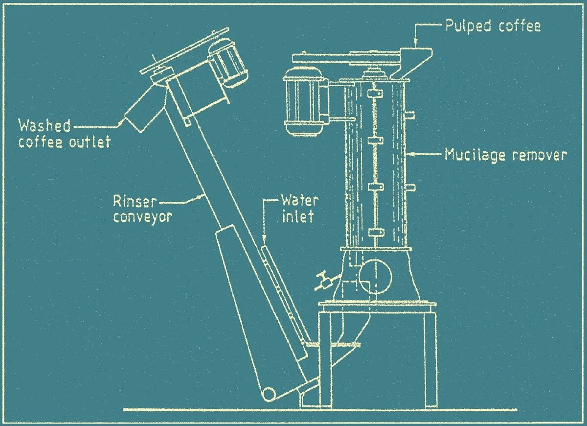 Mucilage remover ELMU with washing conveyor. From: CIRAD-CP.