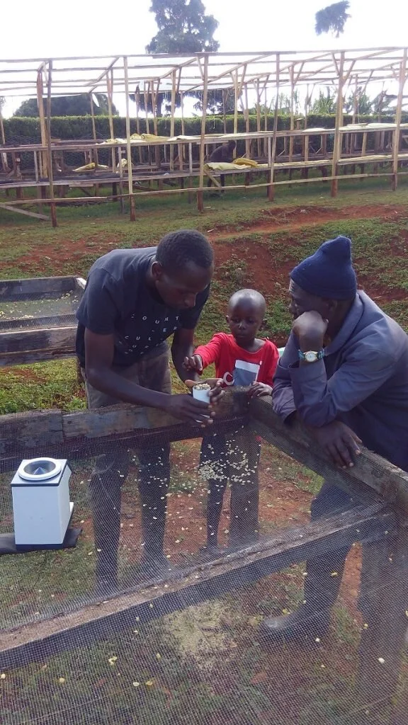 Peter discusses drying with a Kushikamana project farm manager while his son Ryanhill looks on.