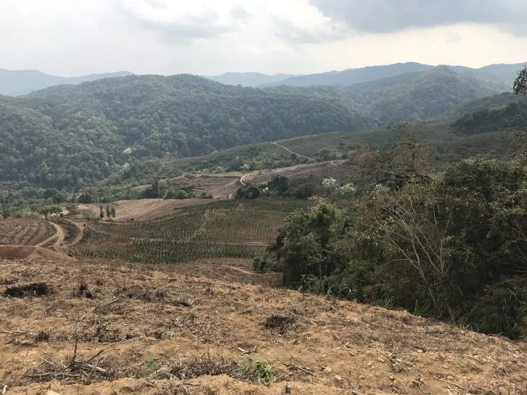 An established coffee plantation in Yunnan is uprooted to make space for new tea and orange plantations.