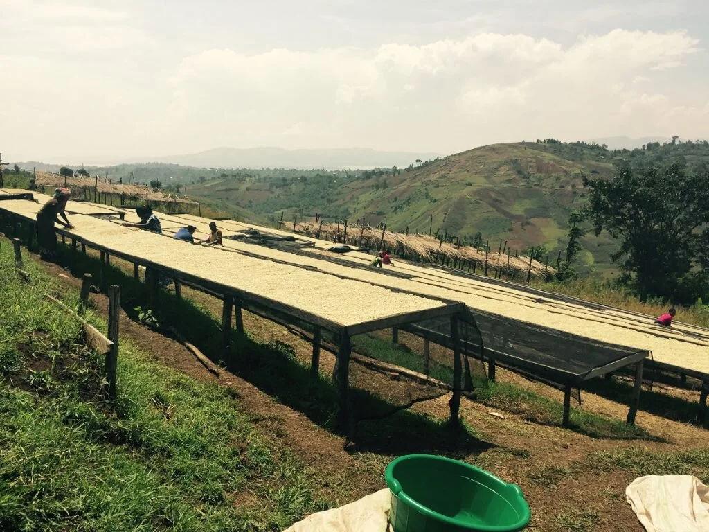 El café se seca en camas elevadas en Bukavu, Kivu Sur (RDC).