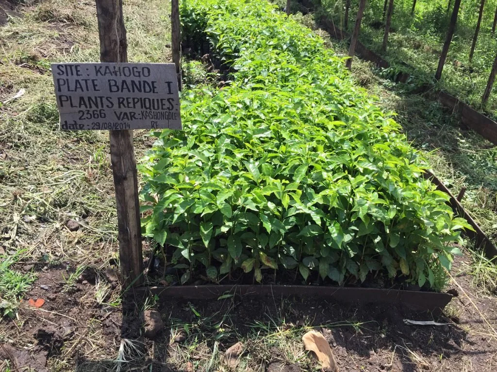 Cafetales en un nuevo vivero de una cooperativa de Kivu Sur, RDC. Hacía años que los agricultores de las cooperativas no tenían nuevas plantas a su disposición para sustituir y ampliar sus plantaciones. Este vivero replica las variedades locales; además, se están probando nuevas variedades de fuera de la RDC localmente como parte del ensayo internacional World Coffee Research sobre variedades en múltiples ubicaciones, con el fin de introducir nuevas variedades genéticas en el Congo.