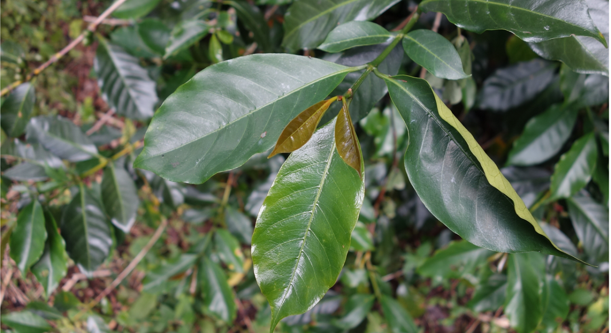 Bronze-tipped leaves on a Geisha plant growing at Hacienda La Esmeralda (photo: Stephanie Alcala).