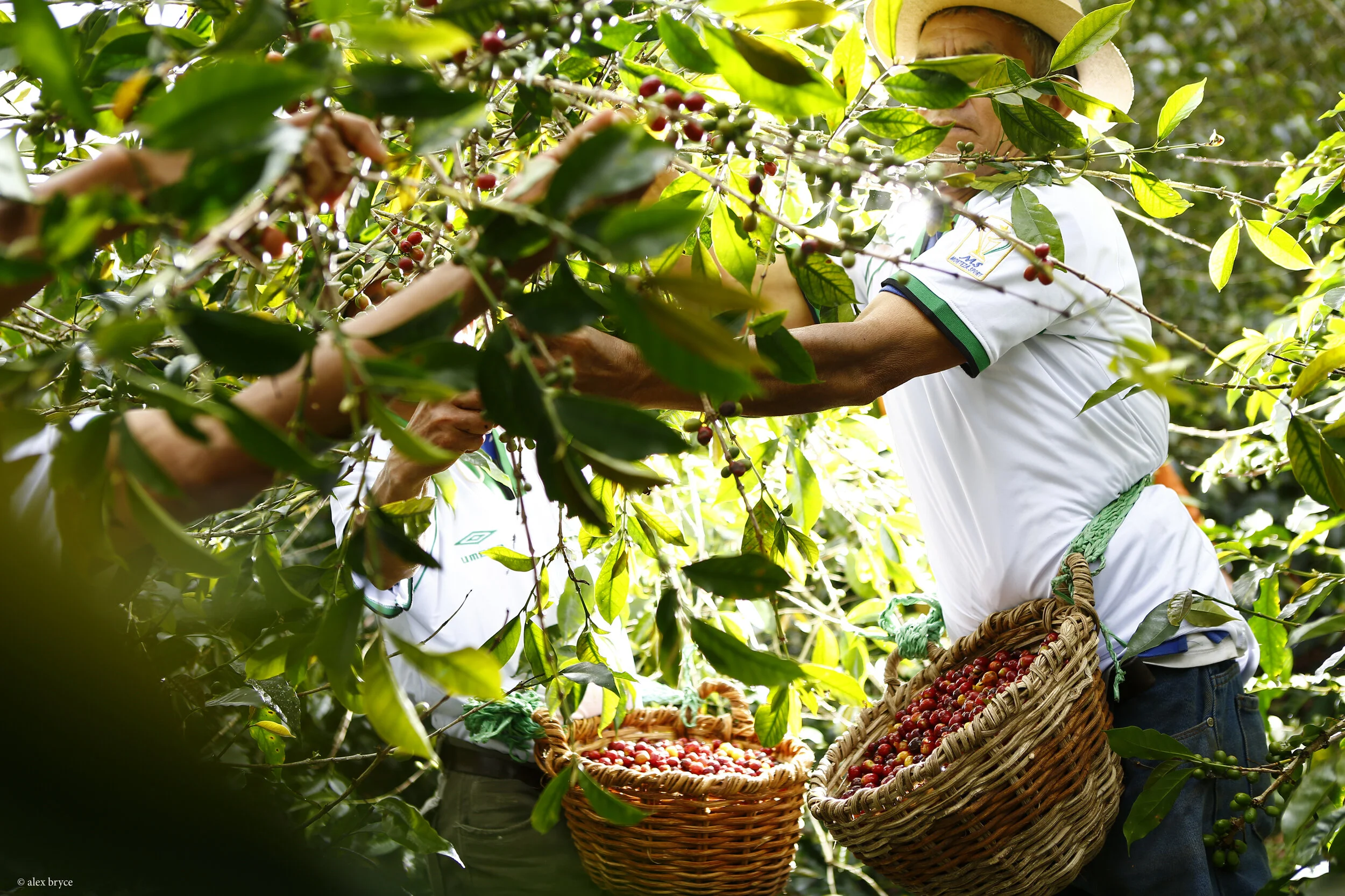 Photo courtesy of Alto Mayo Landscape Peru REDD+ project