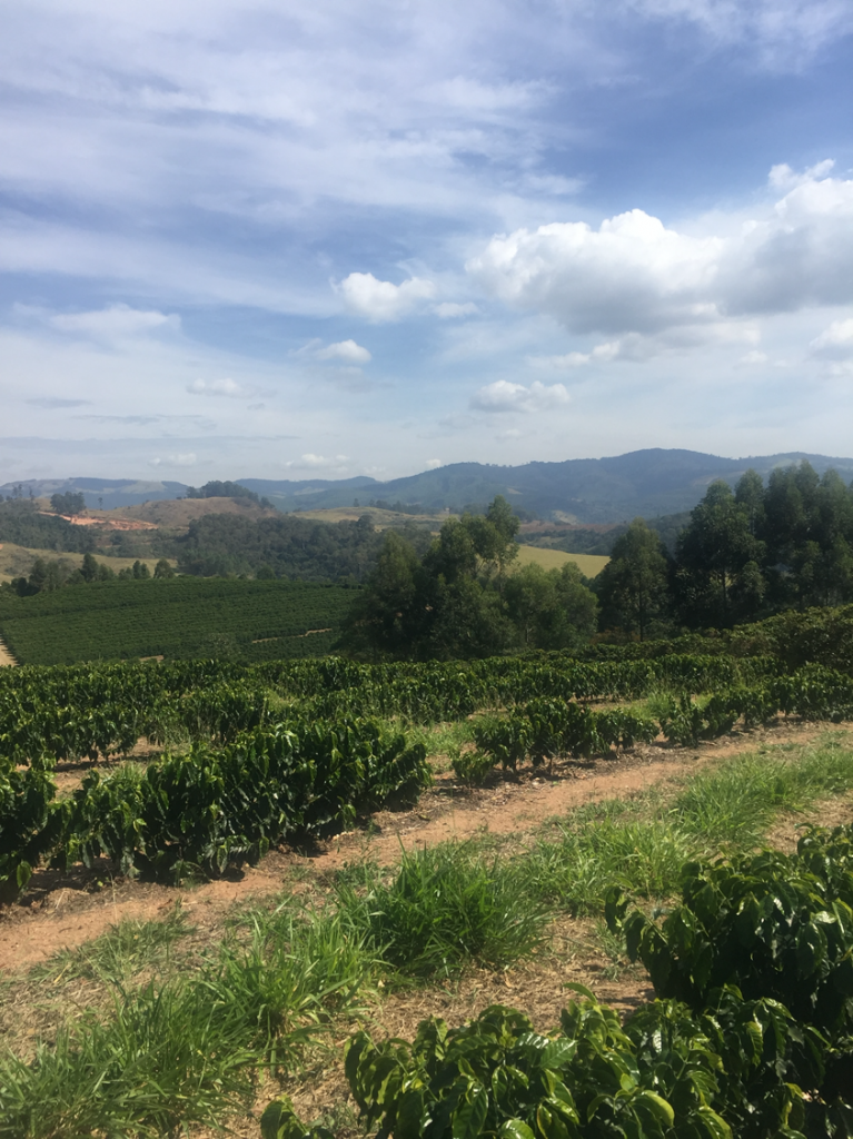 Fazenda Passeio; example of Legal Reserves within a coffee farm. Photo by Michaela Tomchek.