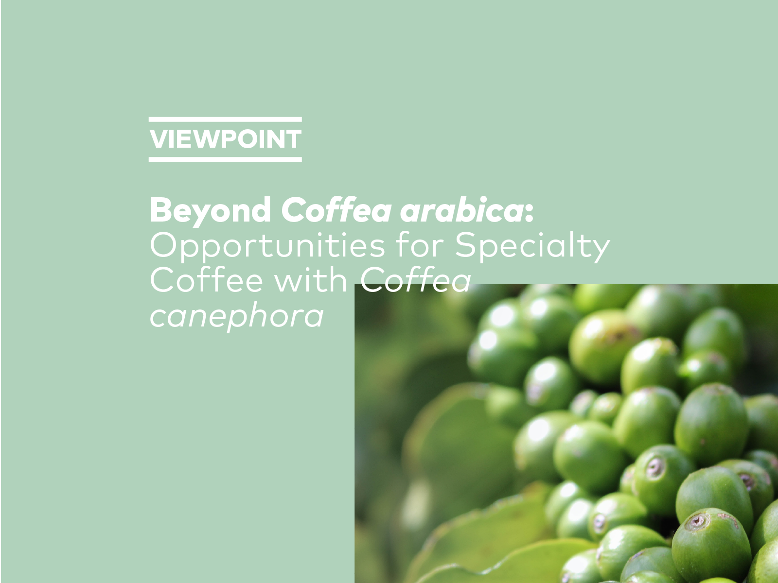 Beyond Coffea Arabica: Opportunities for Specialty Coffee with Coffea Canephora