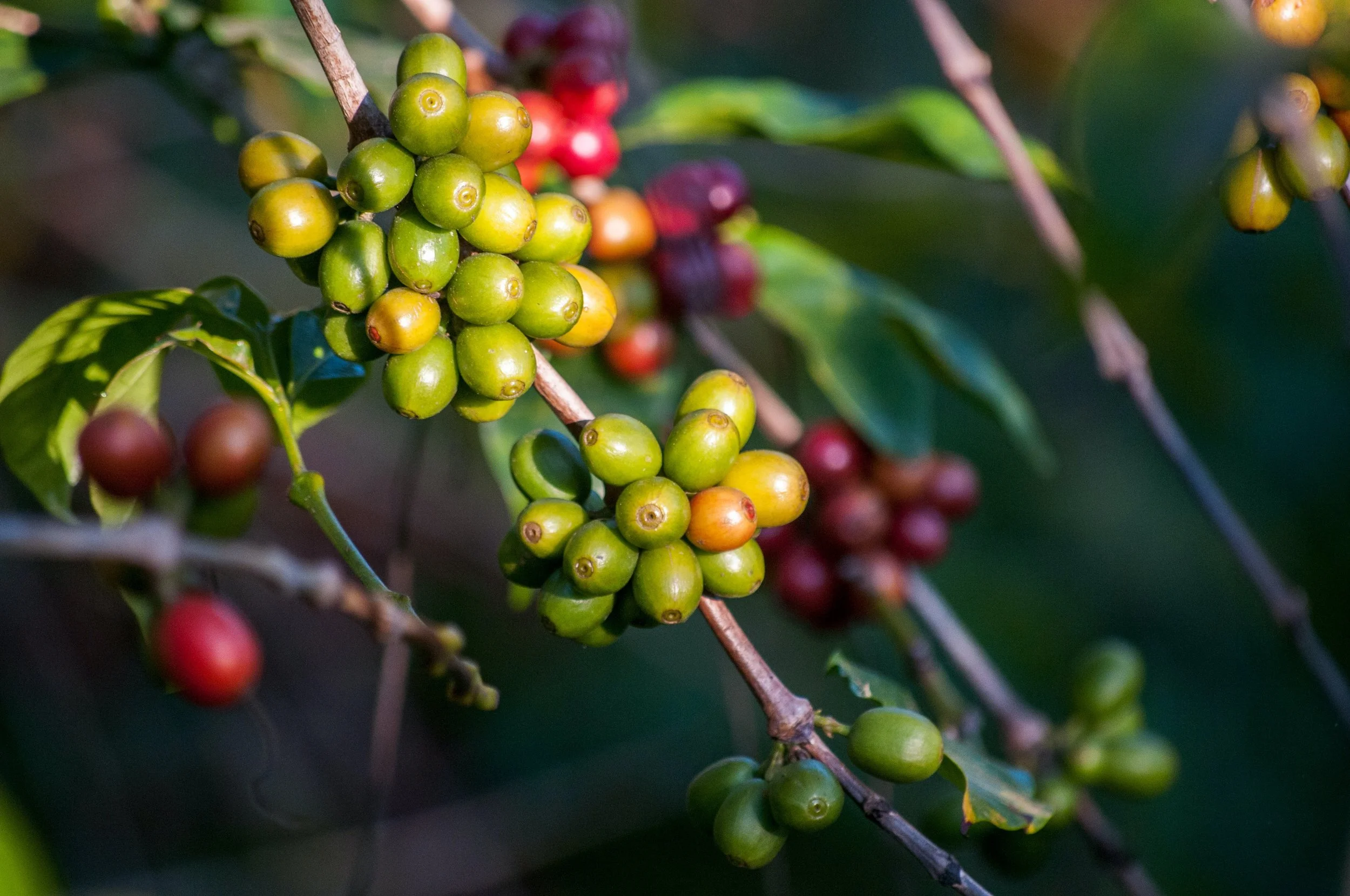 Understanding Shifting Coffee Identity Standards