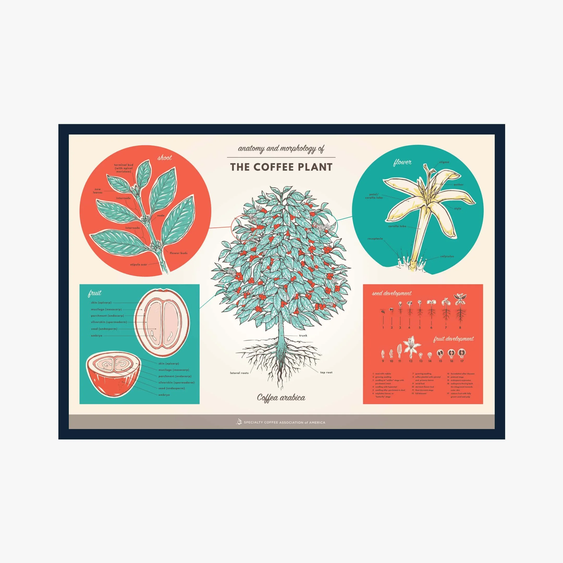 The Anatomy and Morphology of the Coffee Plant - English