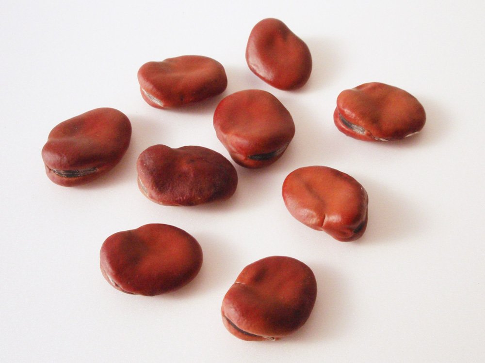 Vicia_faba_seeds_20101107.jpg