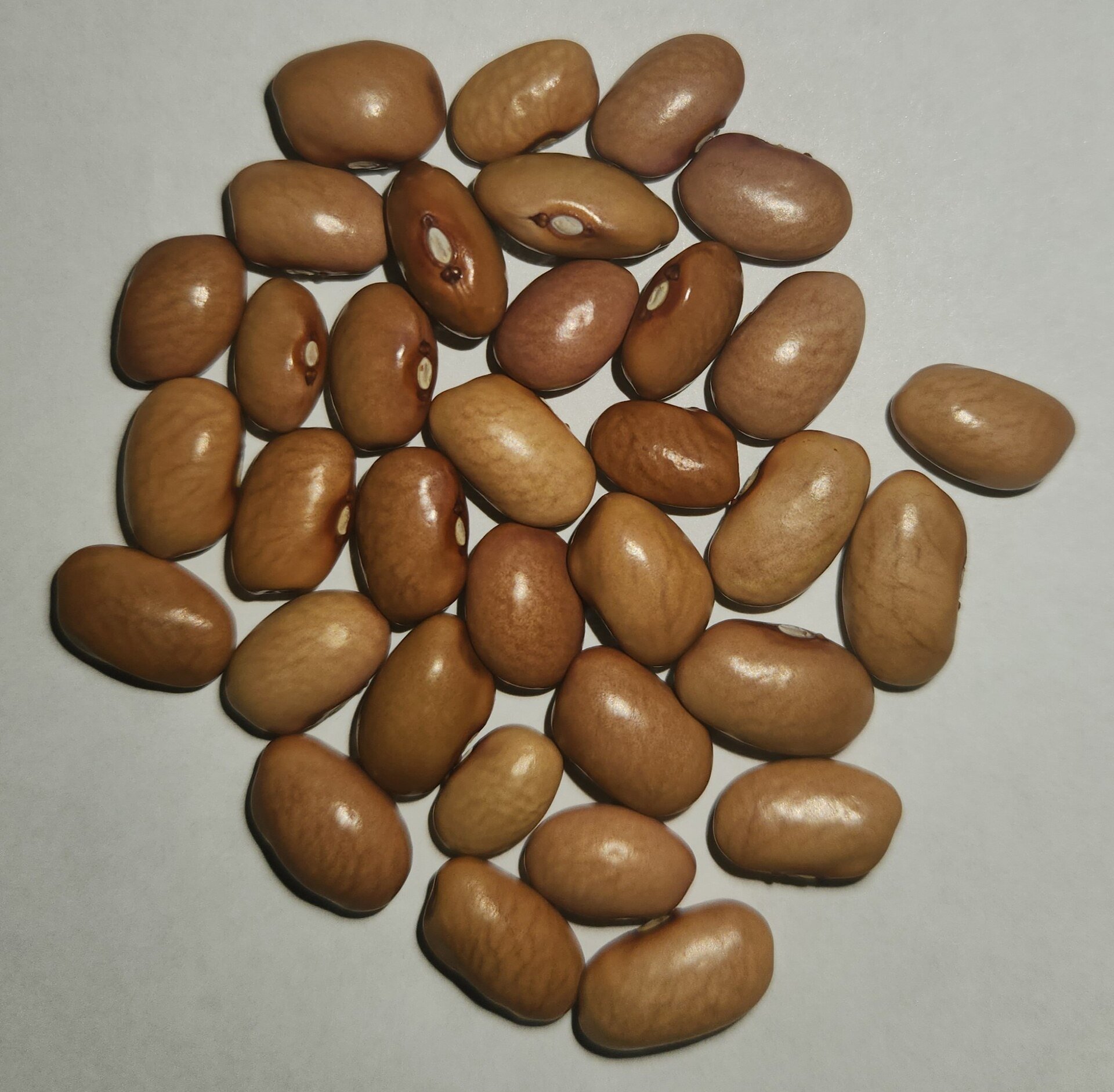 Bolita_Beans.jpg
