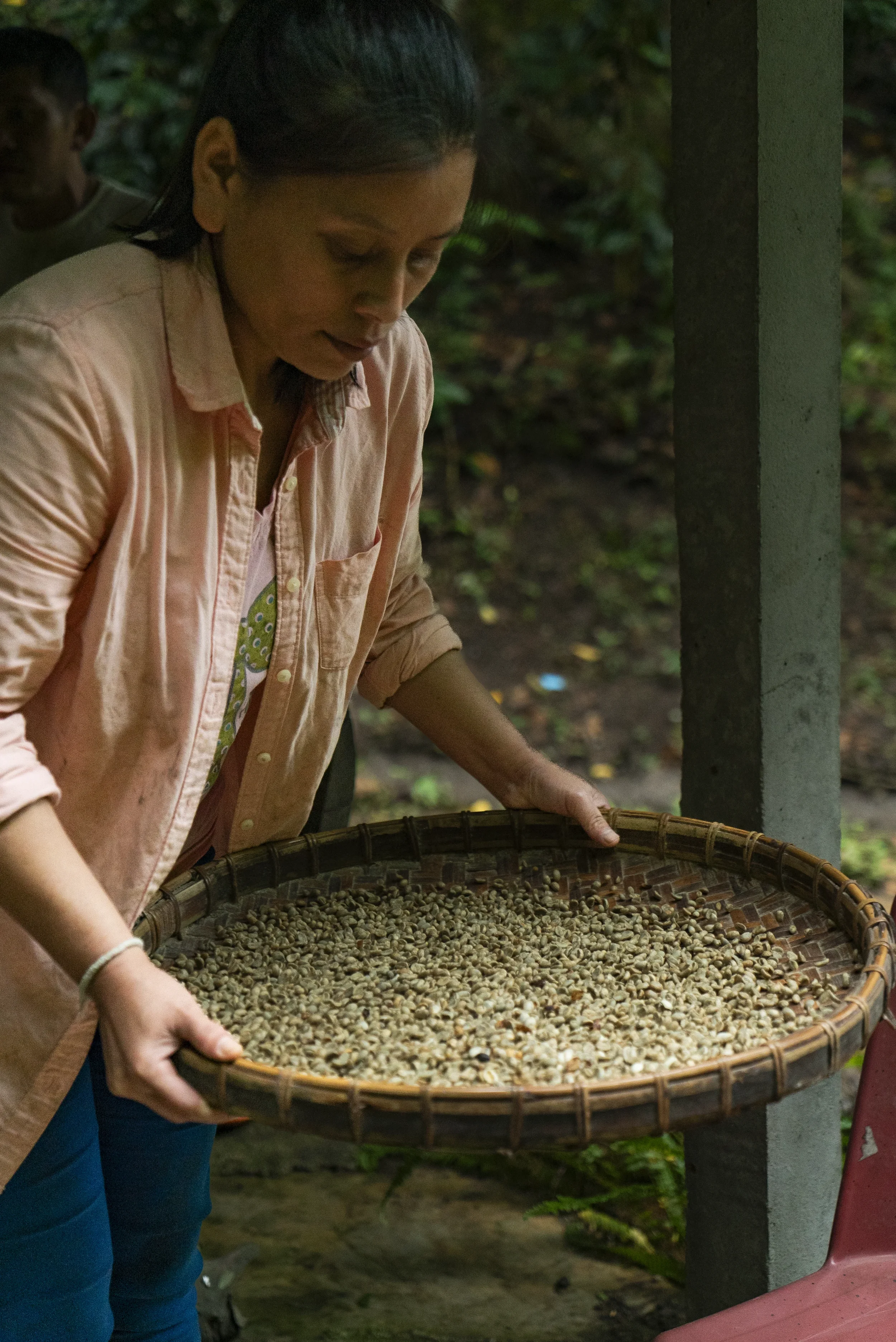 Image of individual sorting green coffee in a screen