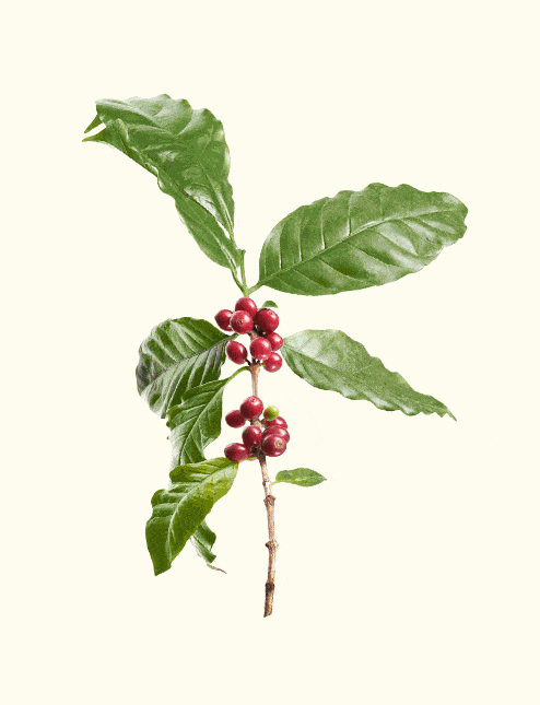 Animated slides of coffee in different stages, from branch to cup