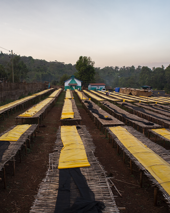 Rows of green coffee drying beds
