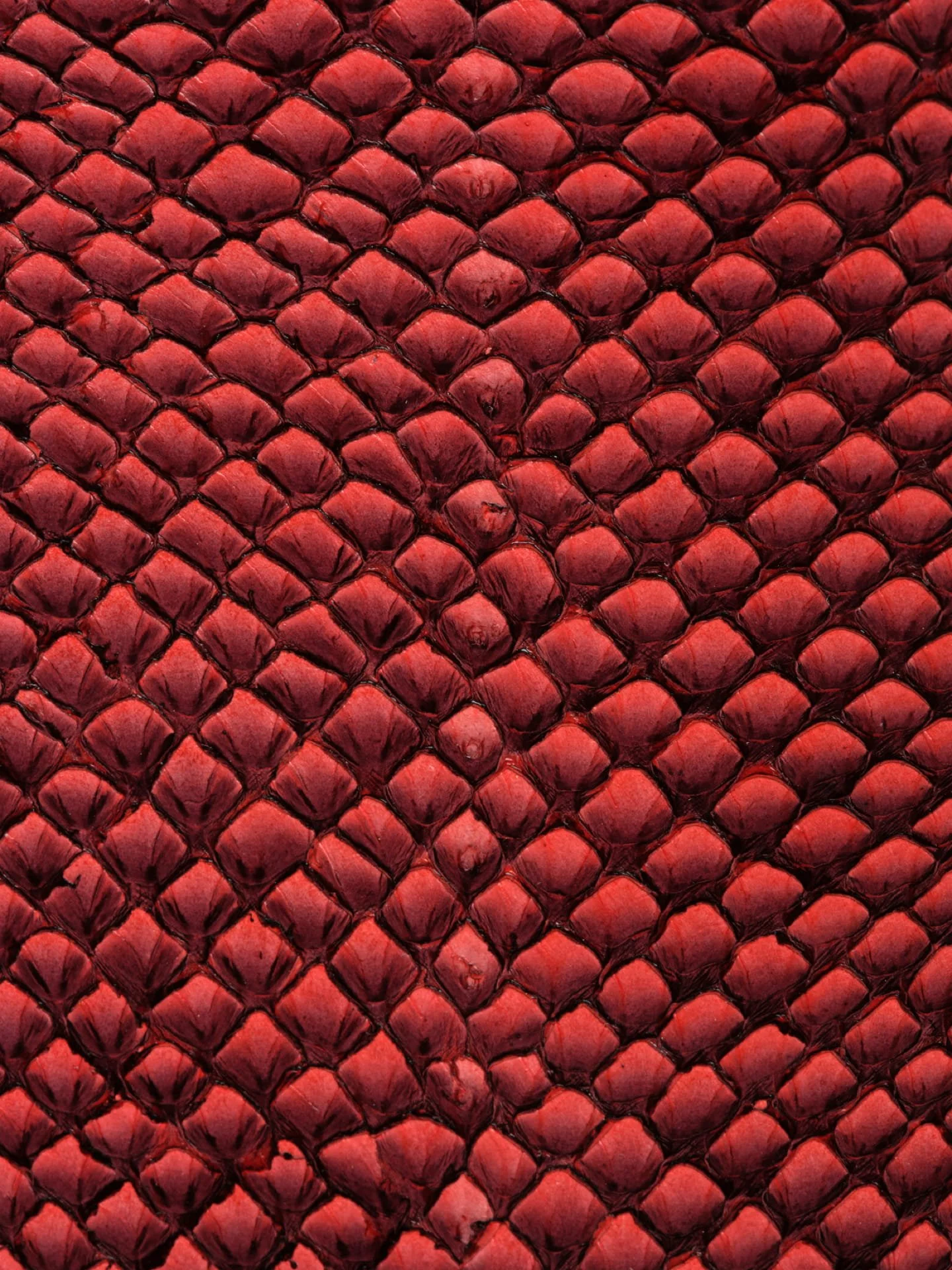 Écaille de serpent rouge foncé avec détails et texture visibles.