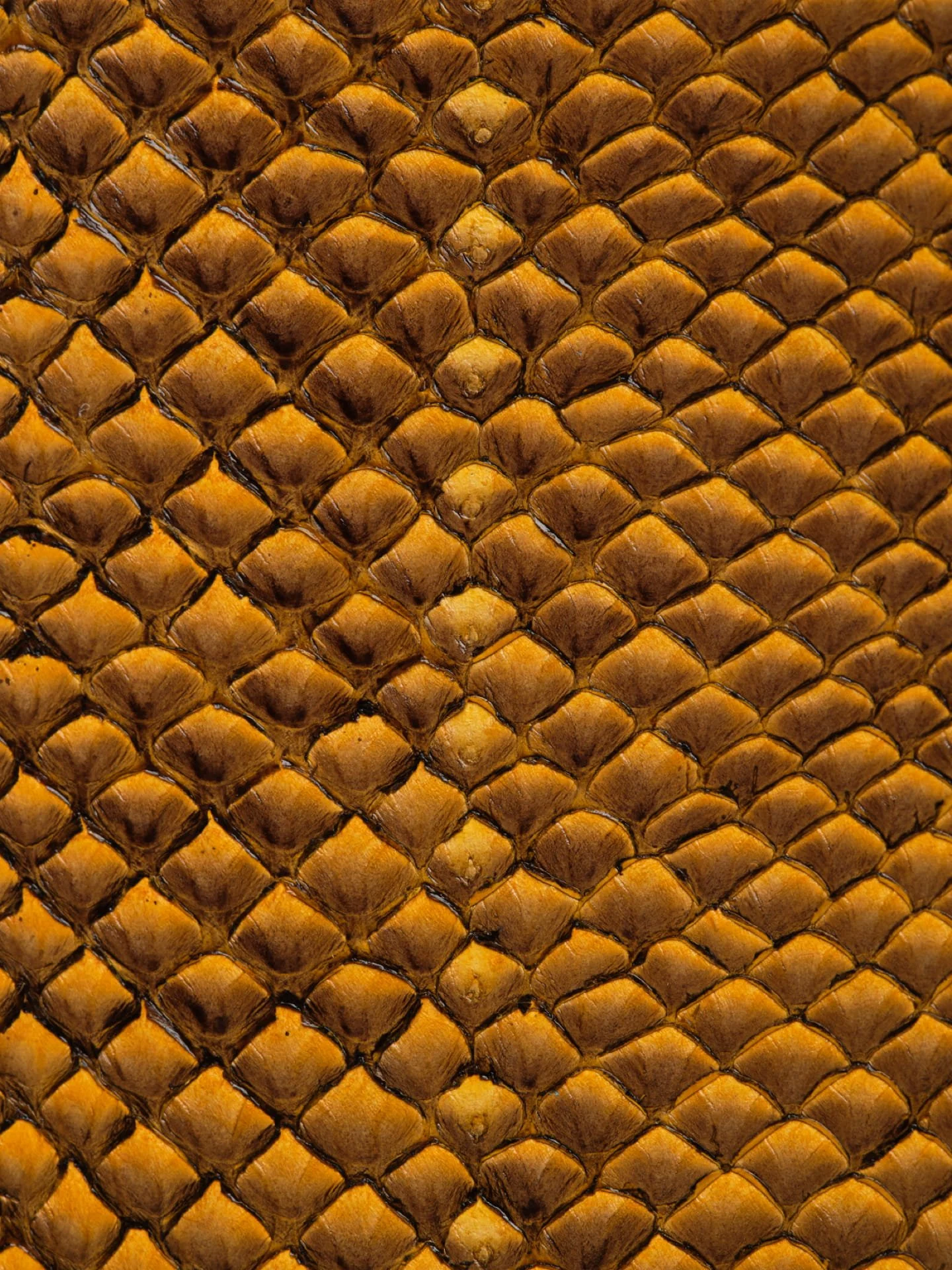 Zoom sur une peau de serpent de couleur marron avec un motif en écailles.