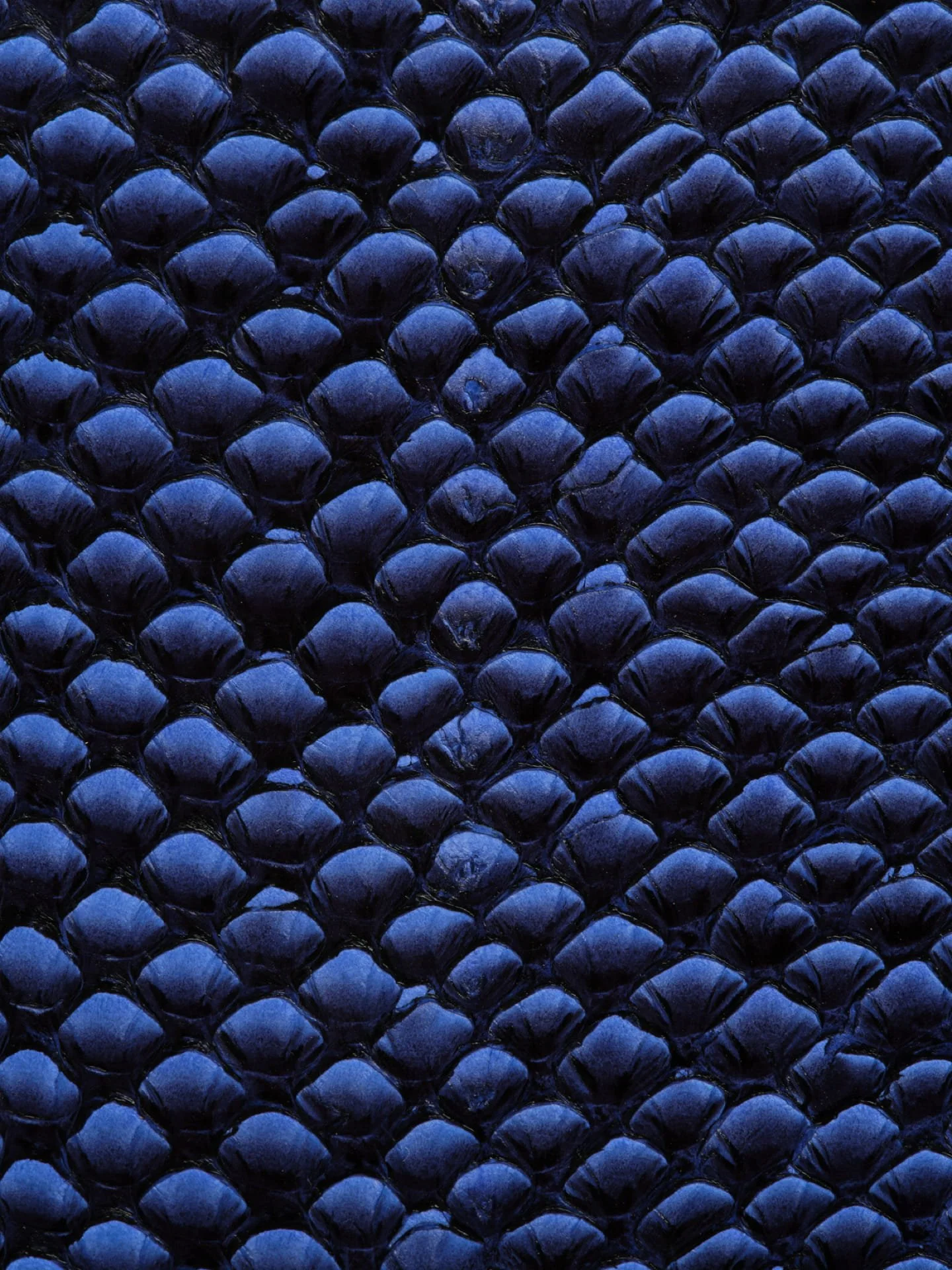 Zoom sur la peau d'un serpent ou d'un dragon, avec des écailles bleues foncées et une texture brillante.