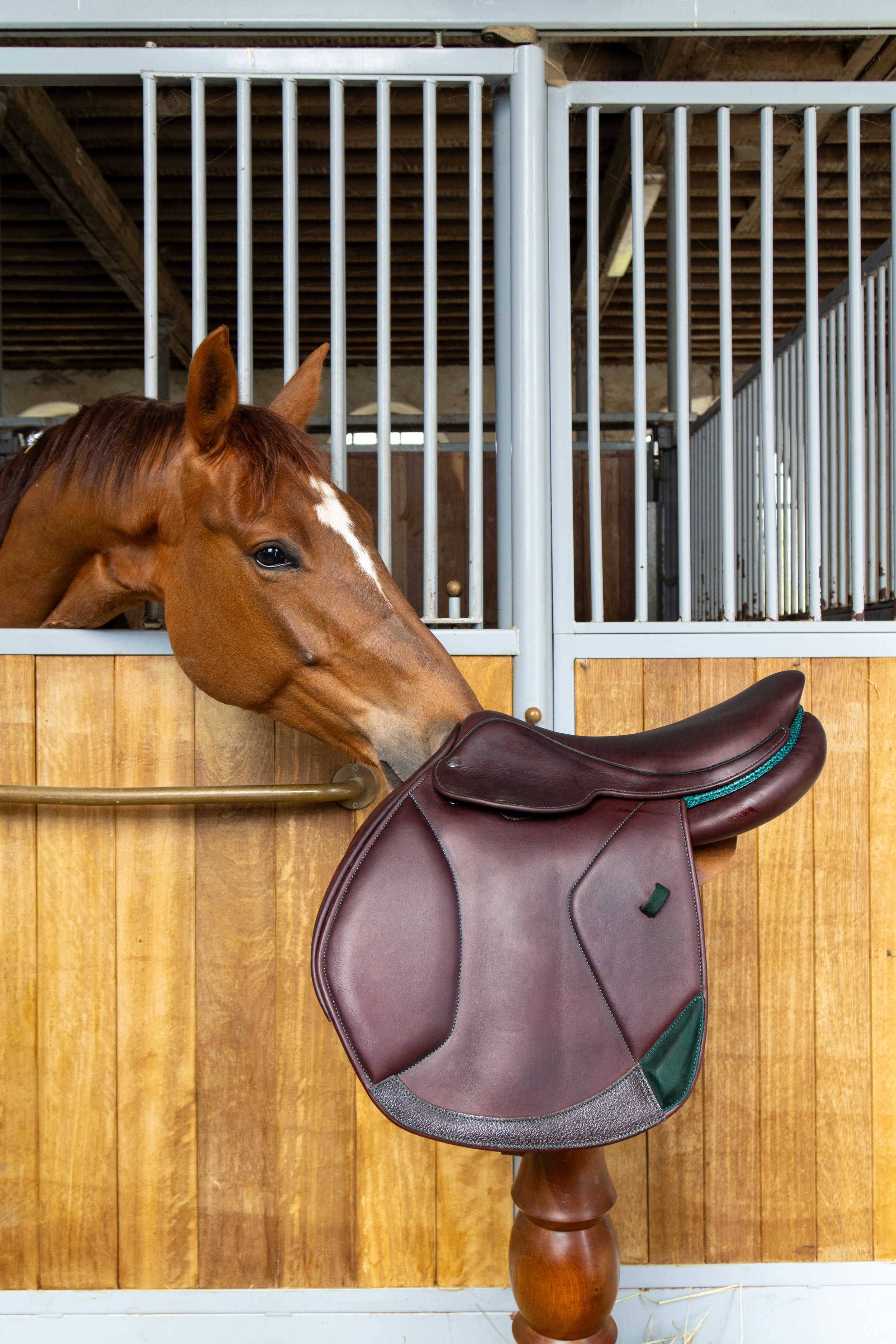 Un cheval de couleur baie avec une tache blanche sur le visage, dans un box en bois et en métal. Une selle d'équitation est suspendue au mur.