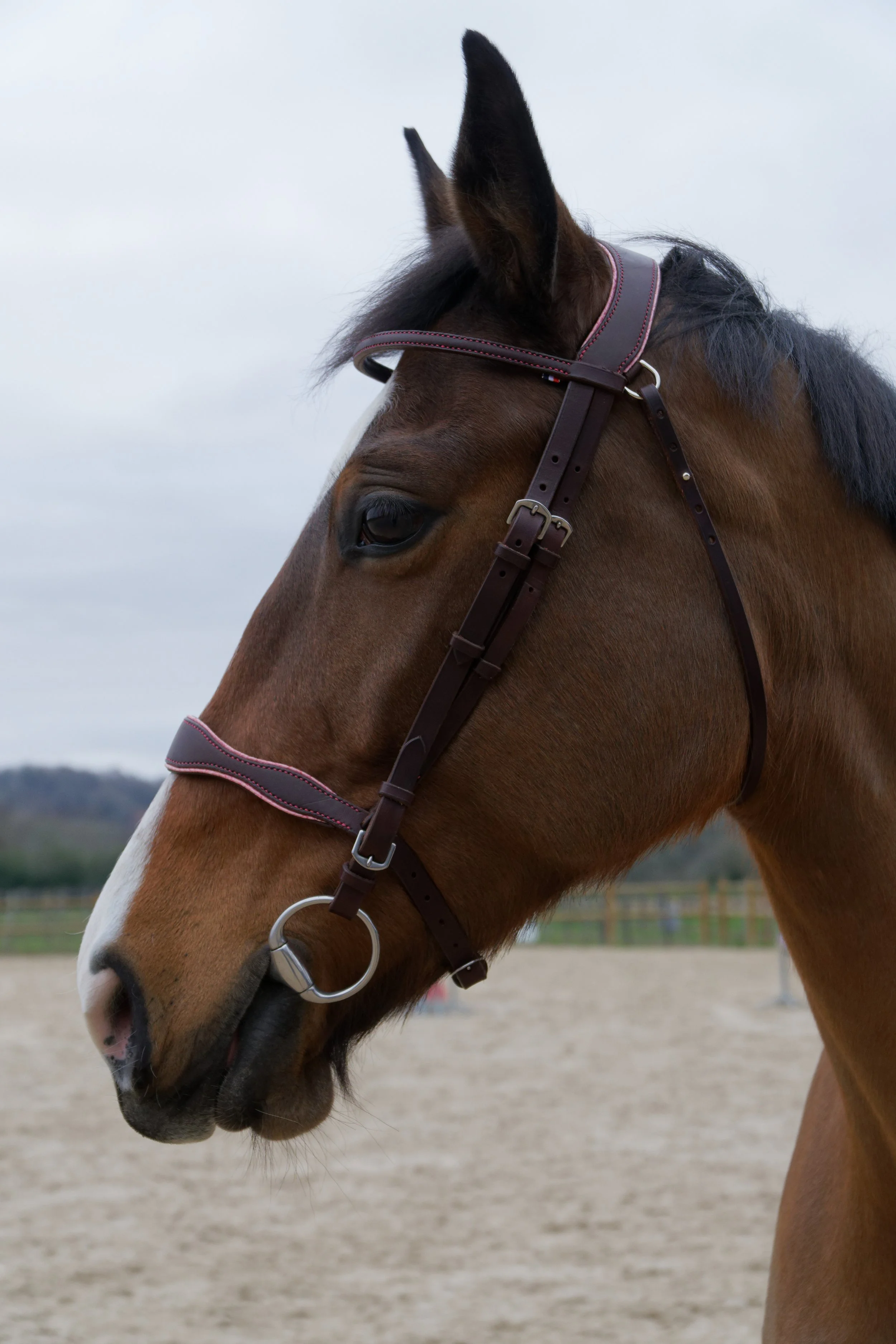 Cheval marron avec une robe en bridon noir, photo prise en extérieur dans un enclos avec un fond de ciel gris.