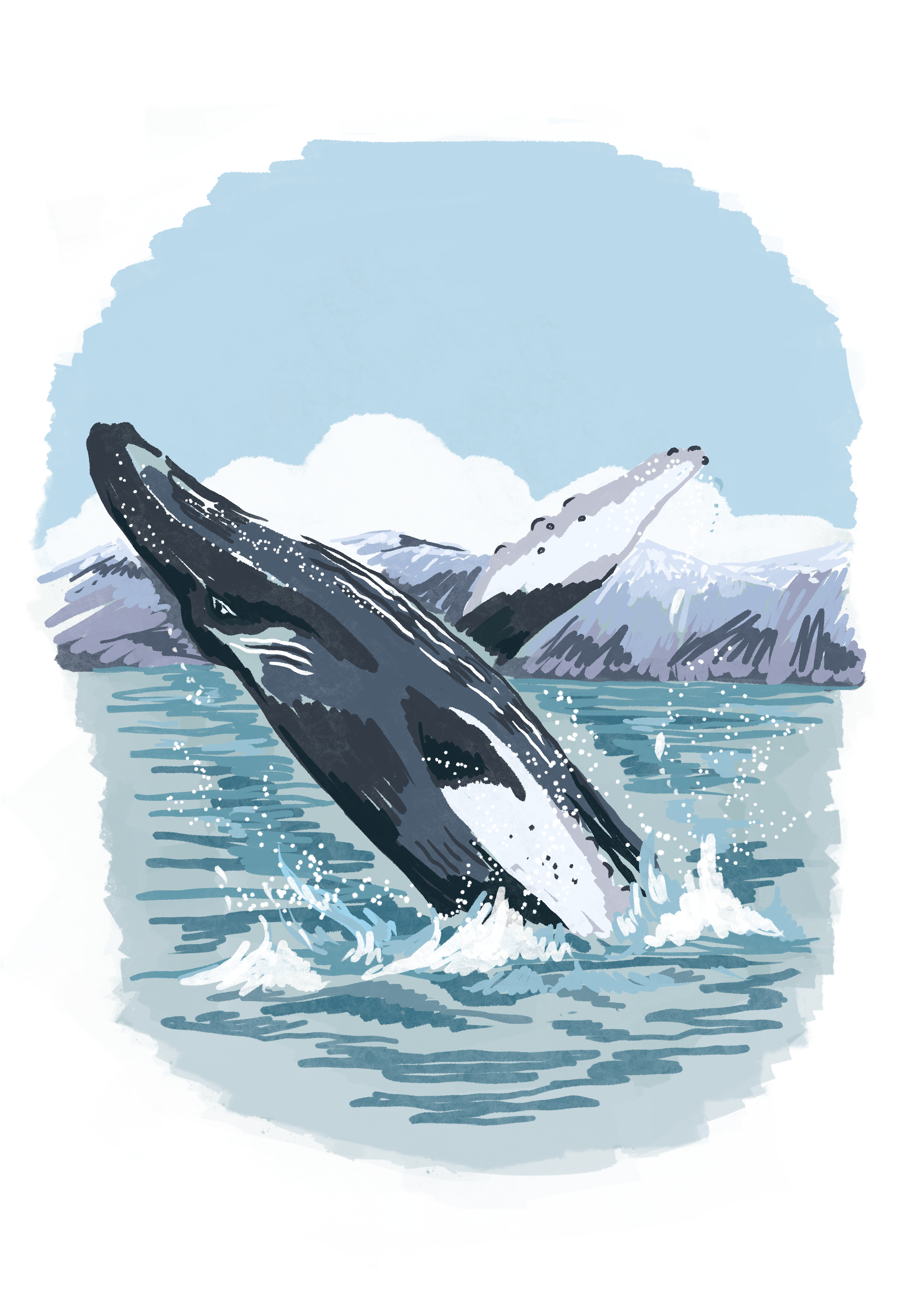 Whales of Iceland postcard design, 2026