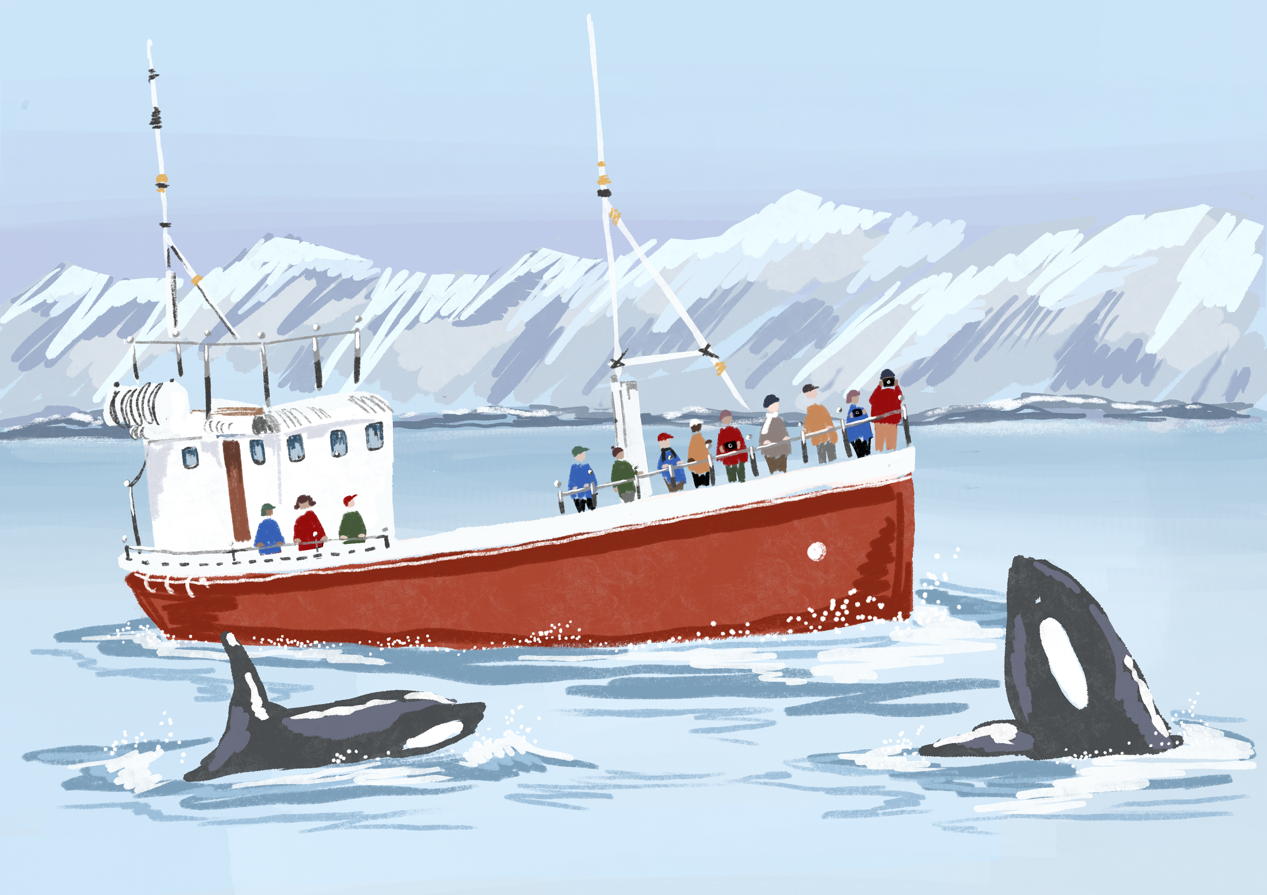 Whales of Iceland postcard design, 2026