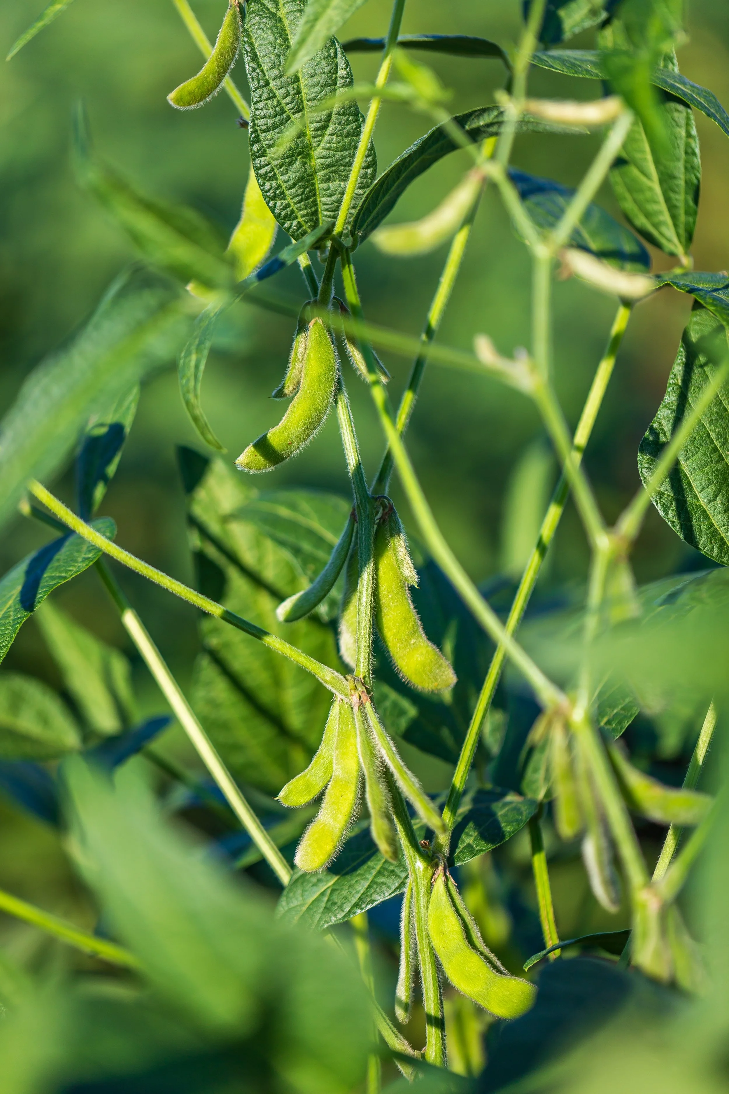 Close-up of green soybean pods hanging on a plant with green leaves in the background.