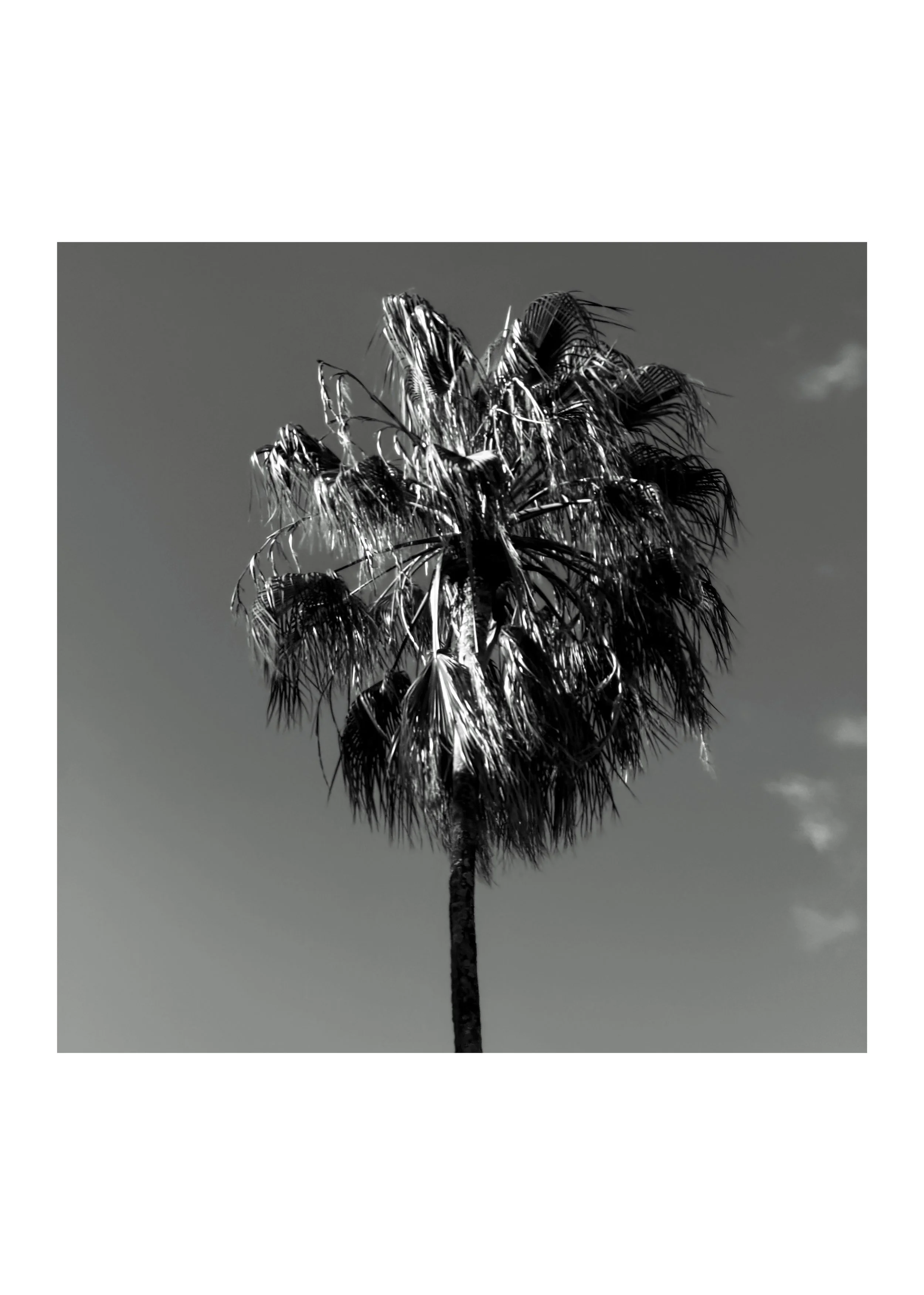 Palm tree