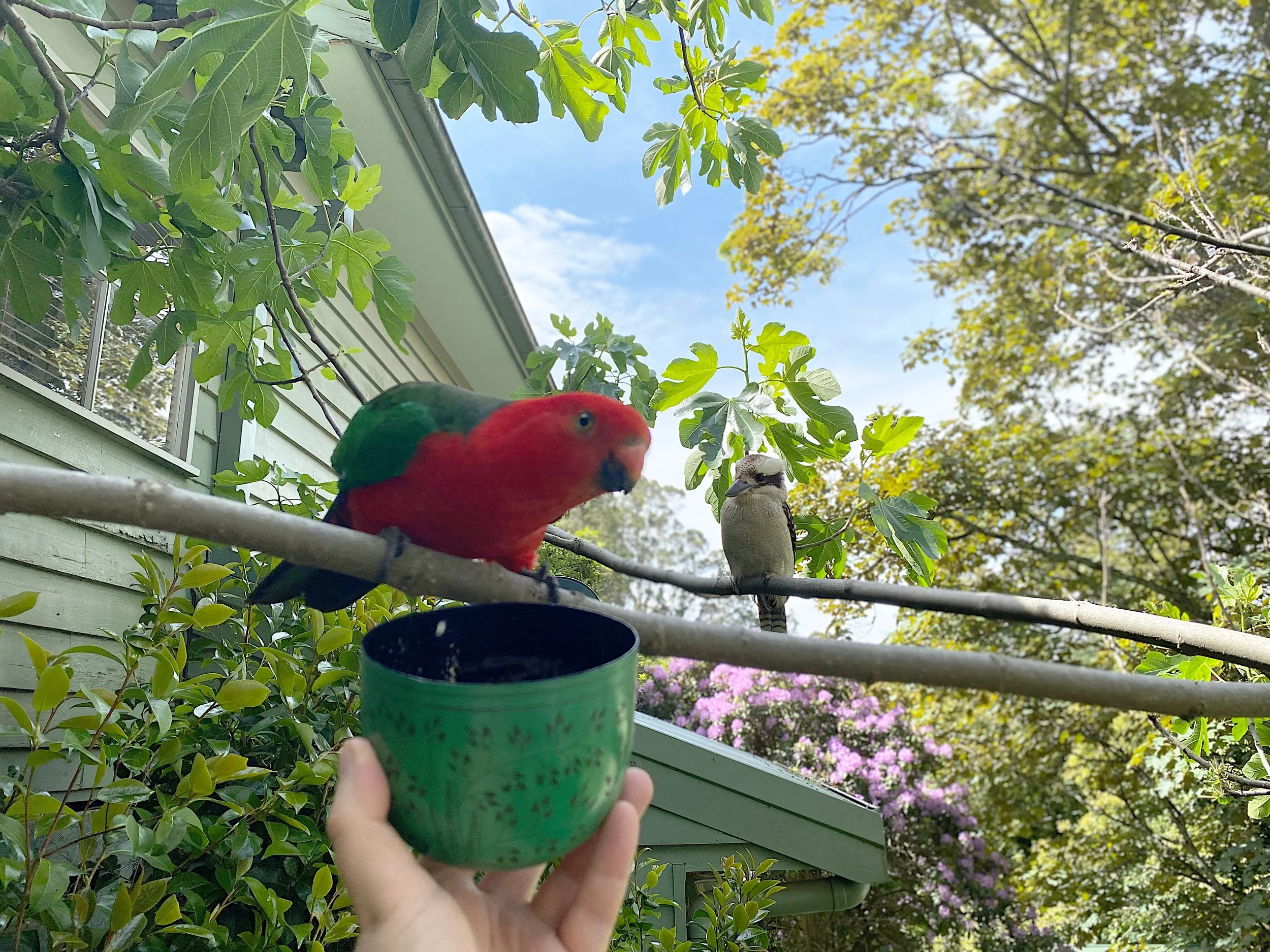 Colorful bird, possibly a finch, perched on a branch near a person holding a green cup outside under trees with green leaves, blue sky, and purple flowers in the background.