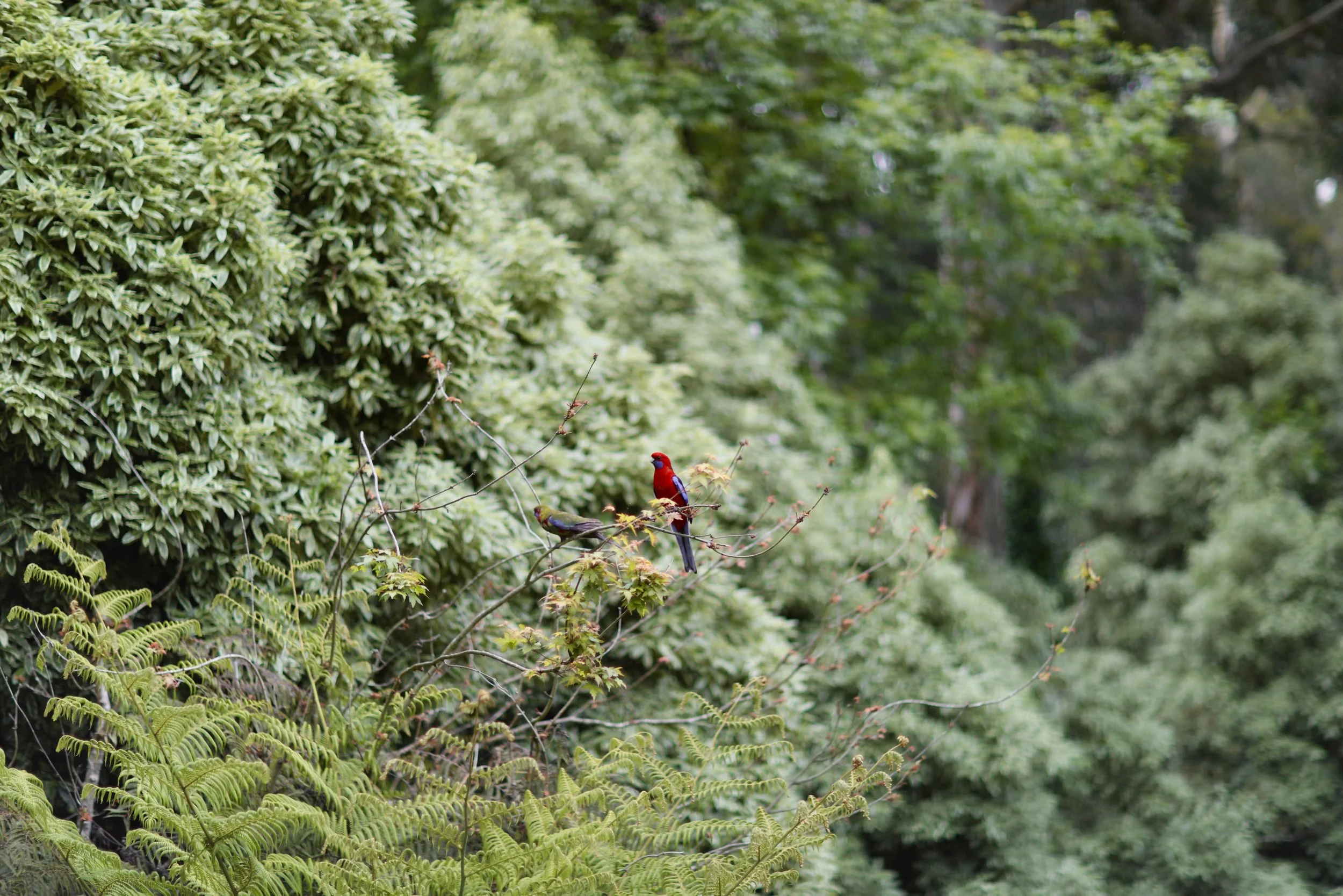 A small red bird perched on a branch among green foliage and trees in a lush forest.