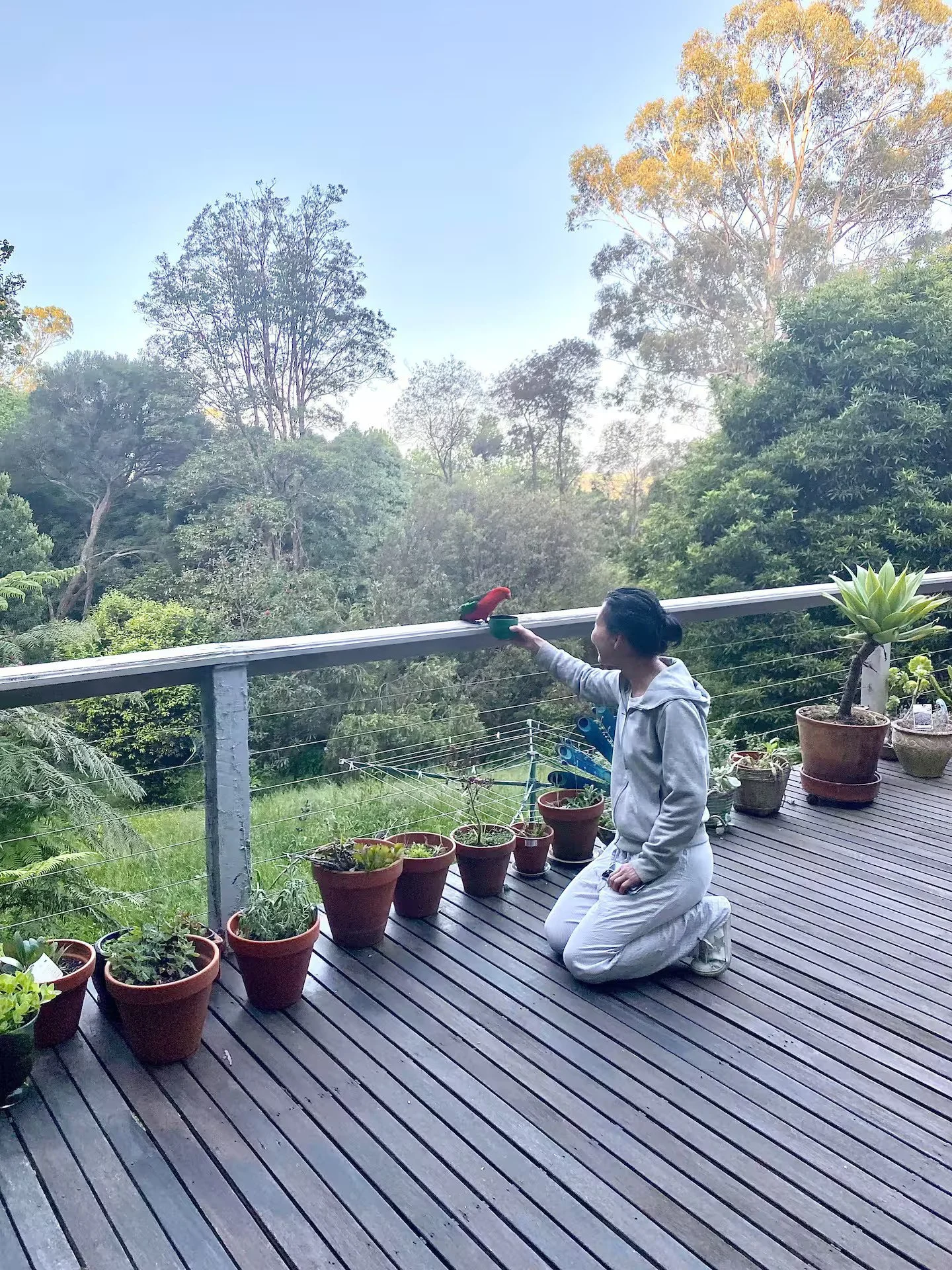 A person kneeling on a wooden deck, feeding a parrot perched on a bowl. The deck has potted plants along the railing, with a lush forest of trees in the background under a clear sky.
