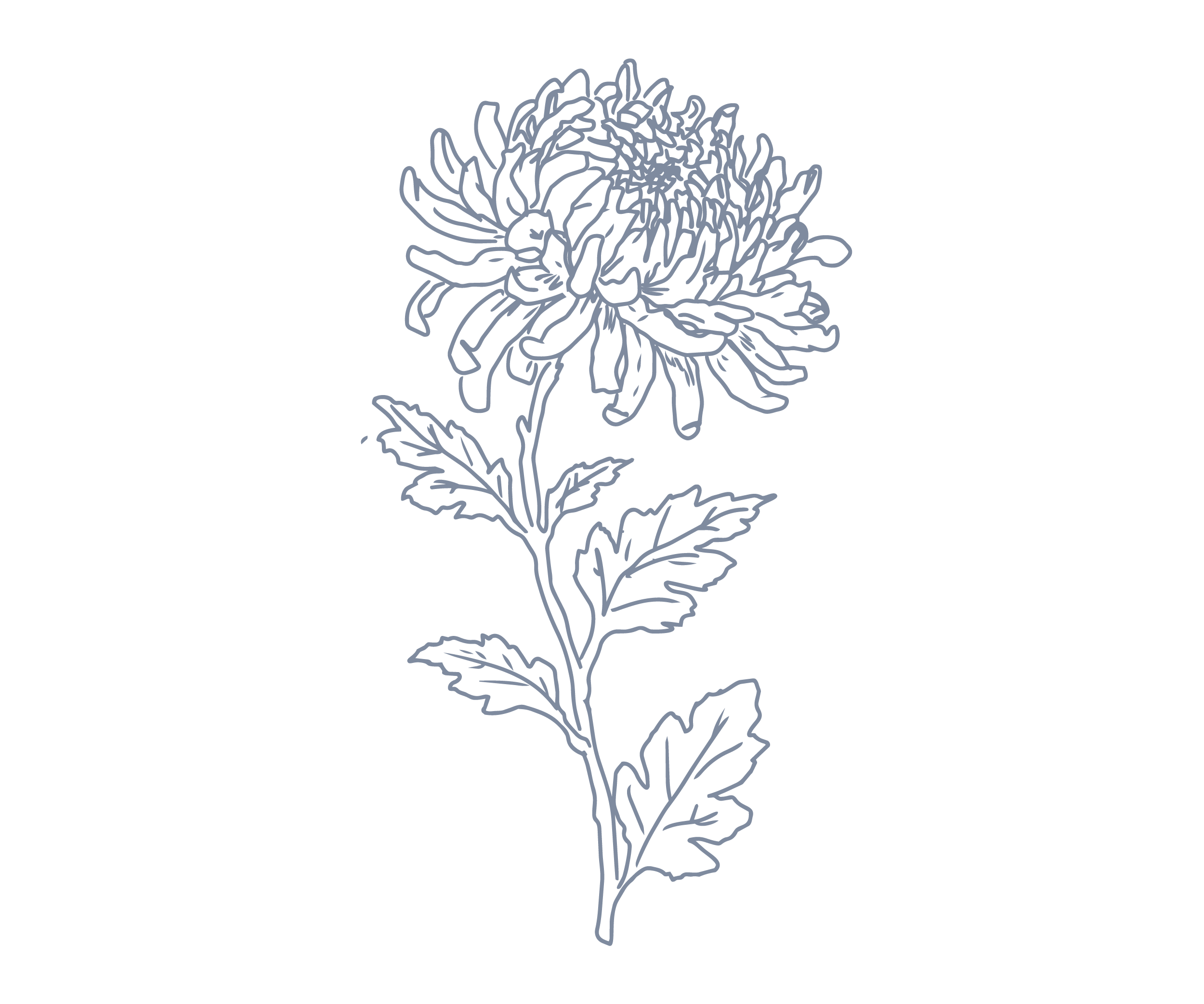 Line drawing of a chrysanthemum flower with leaves on a black background.