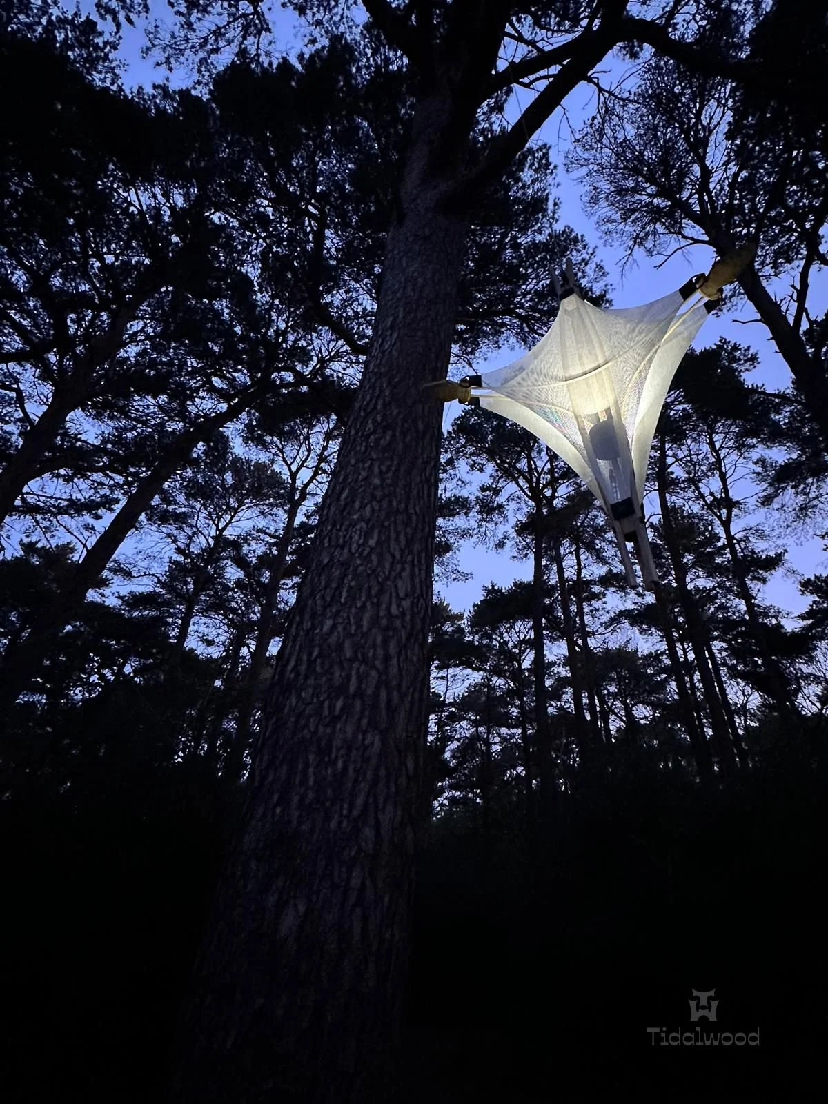 CanopyLamp in tree at dawn with LED lighting