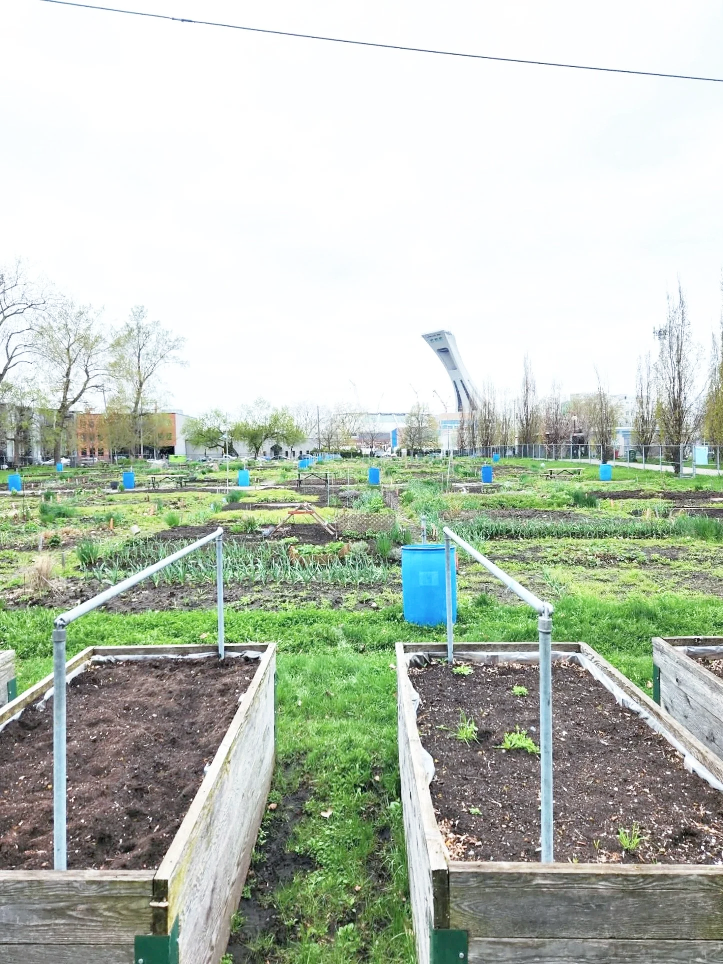 Photo of accessibility audit at Maisonneuve Community Garden for a Universal Design assessment (Universal Design Consulant, Société Logique).