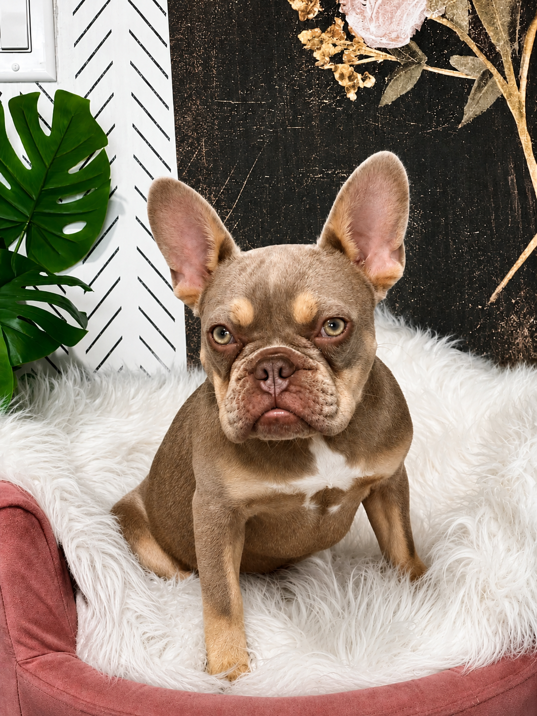 A French Bulldog sitting on a fluffy white blanket inside a pink pet bed, with a large green leaf plant to the side and a textured black and white background.