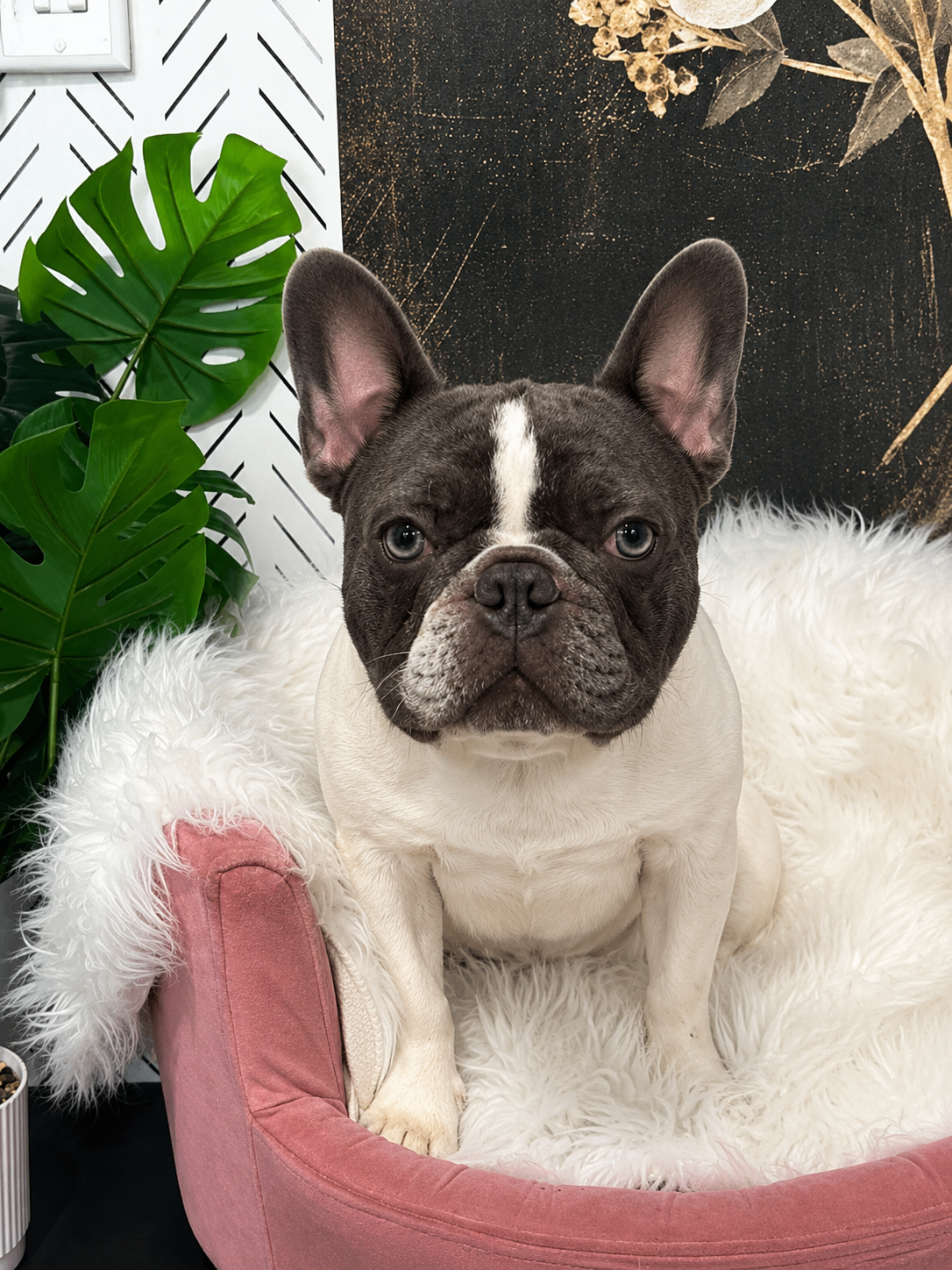 A French Bulldog with a black and white coat sitting on a pink pet bed with white fluffy bedding. There are large green leaves in the background and a dark wall with gold accents.