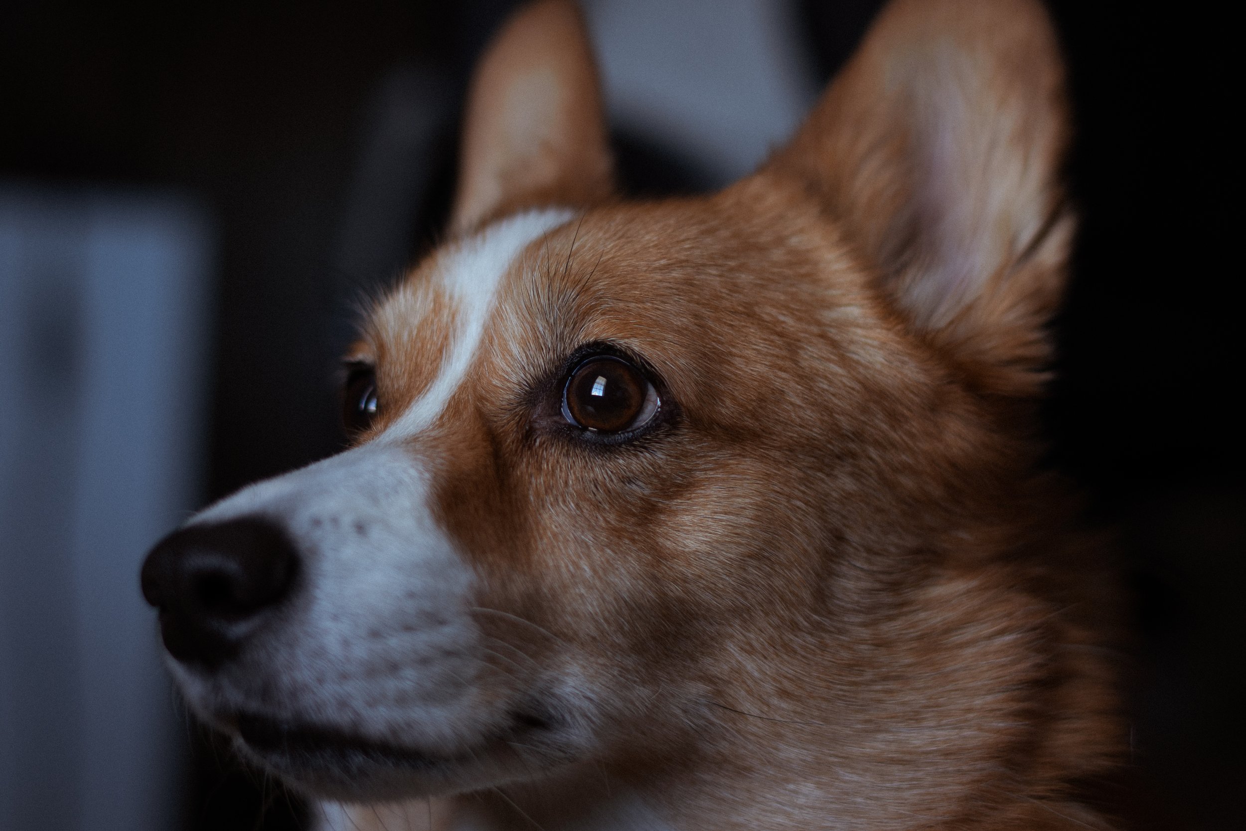 Leeloo.jpg