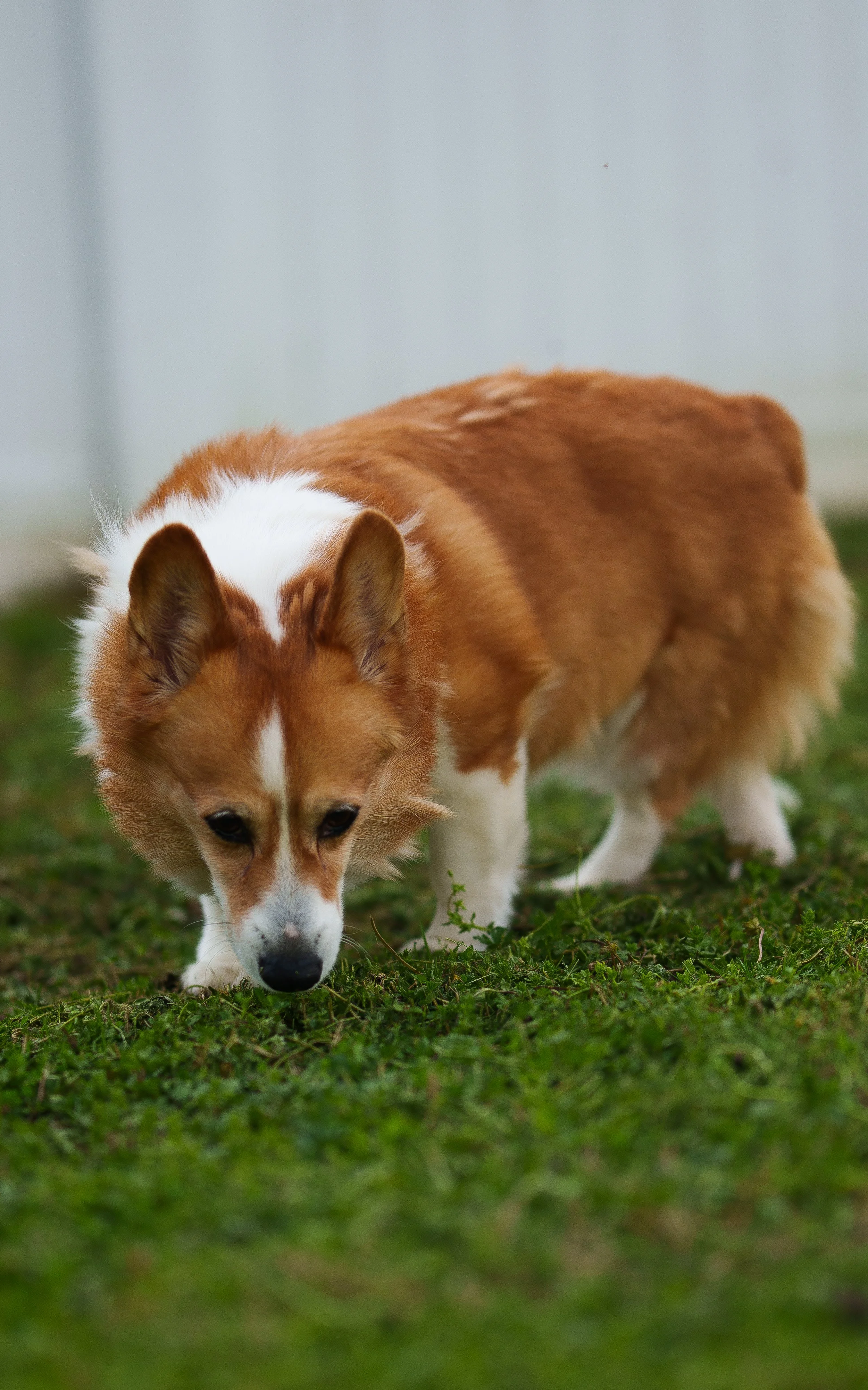 Leeloo2.jpg