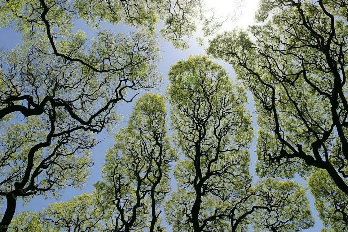 Finding Steadiness in an Unsteady World: How Trauma-Informed Therapy Supports Collective Stress