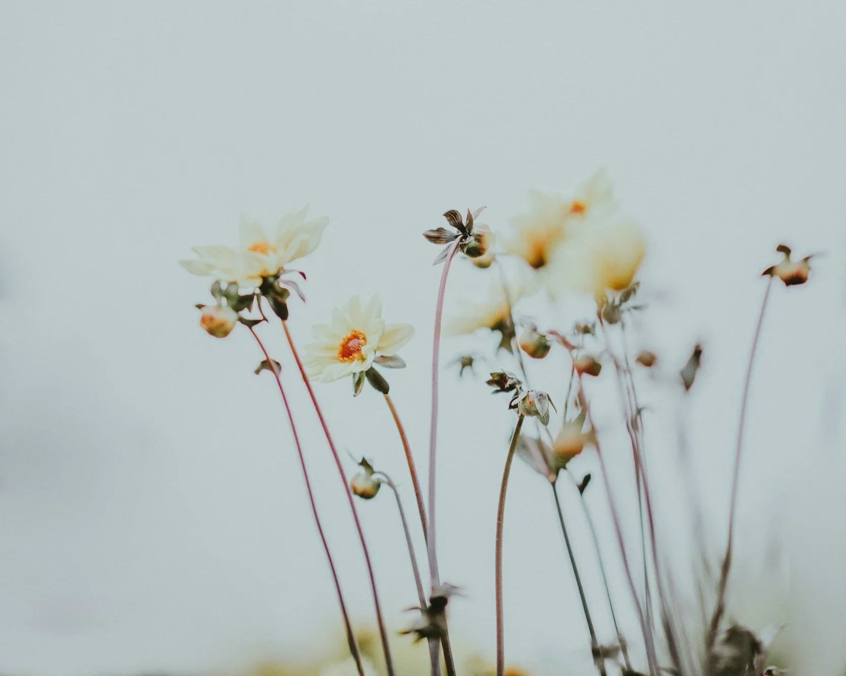Close-up of white flowers with yellow centers and pinkish stems against a plain white background.