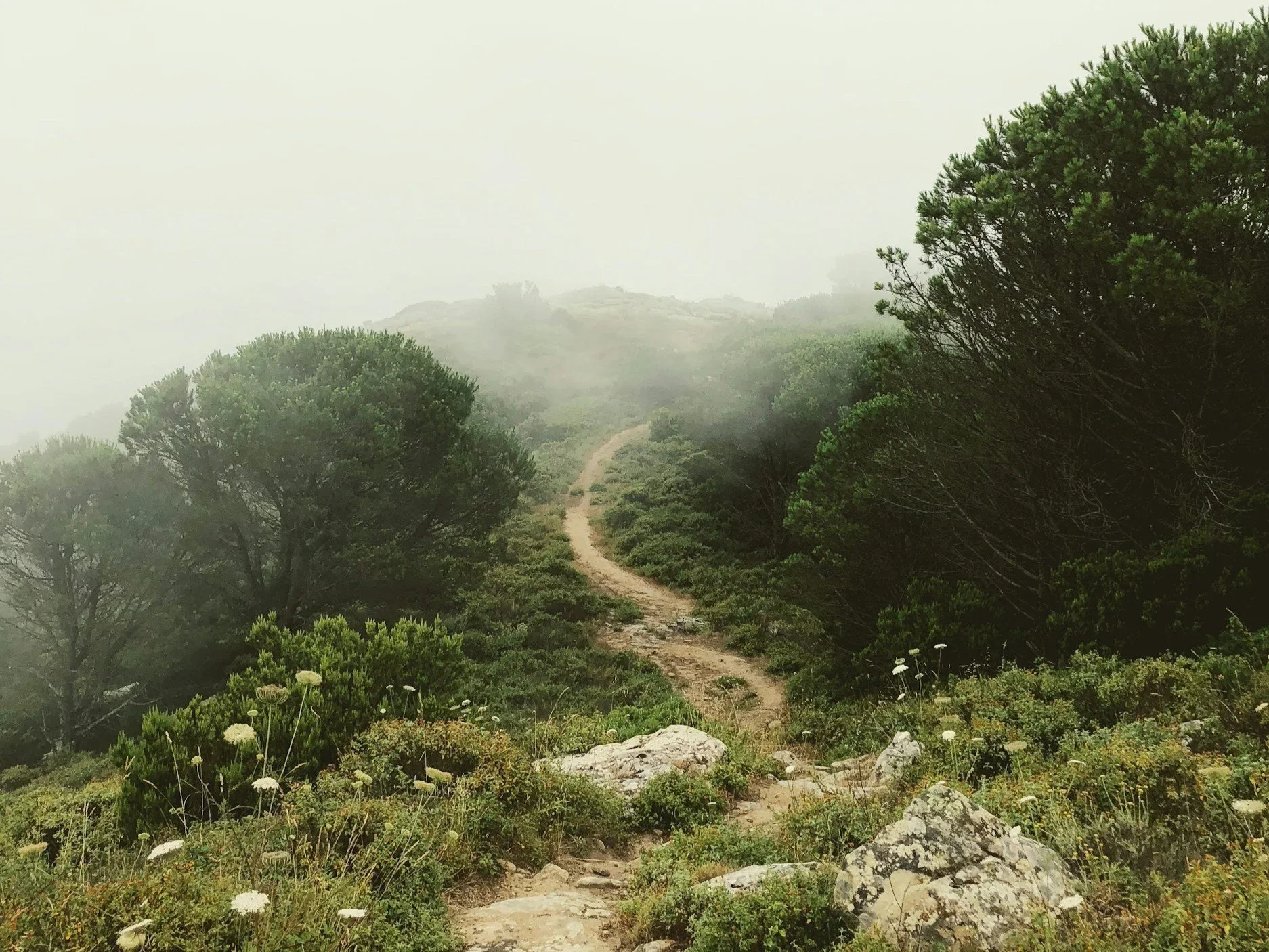 A dirt trail winding through a foggy mountain landscape with green shrubs and trees on either side.