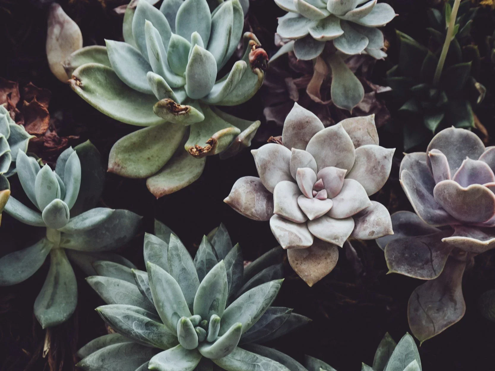 Close-up of various succulents with thick, fleshy leaves in shades of green, white, and purple.