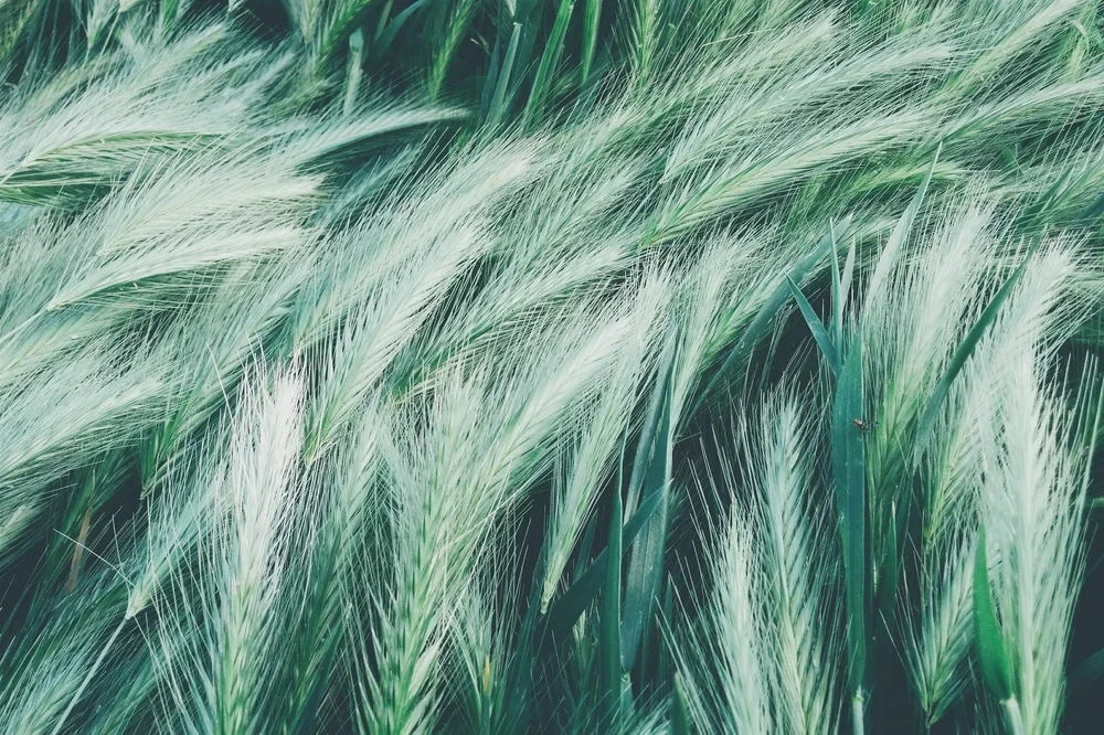 Close-up of a green wheat field with tall, wispy wheat heads swaying in the wind.
