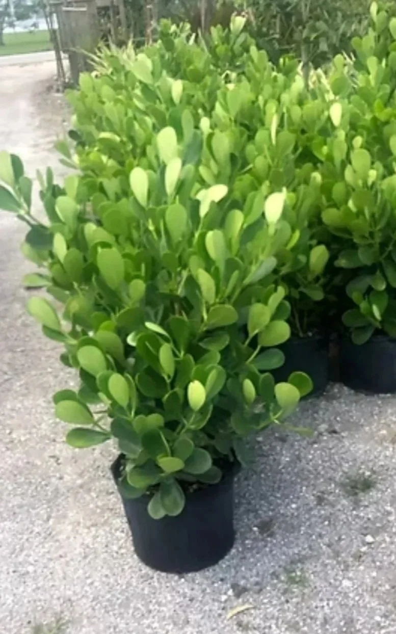 Green shrub in a black pot outdoors on gravel ground