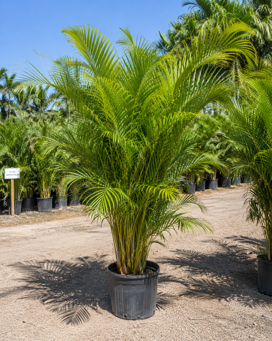 A large potted palm tree in a nursery with other potted palm trees in the background and a sign reading 15 gallons Areca palm.