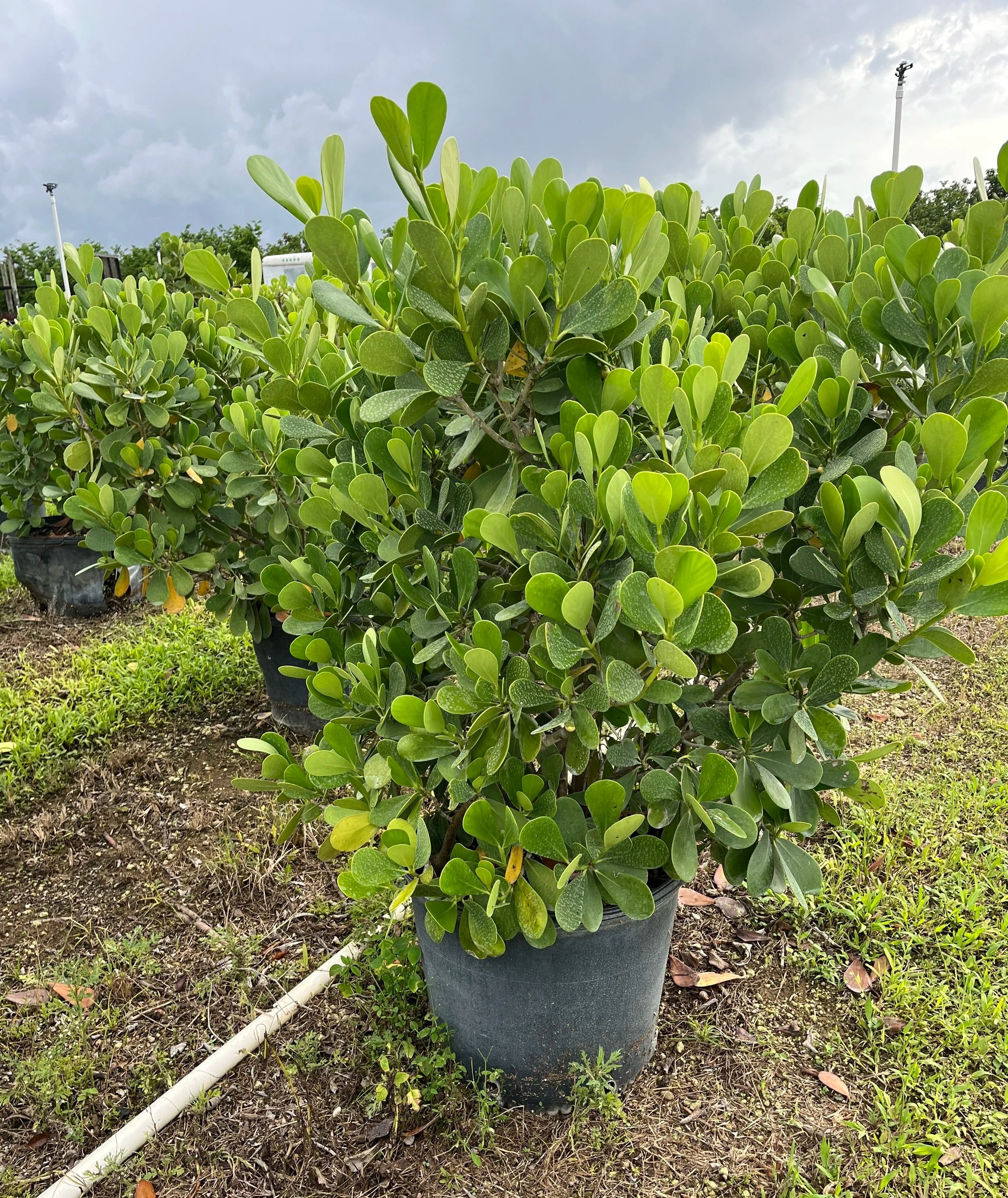 A potted plant with dense green, oval-shaped leaves outdoors, with cloudy sky in the background and two metal poles, one with a light fixture. The ground has grass, small plants, and dirt, with a white pipe on the ground.