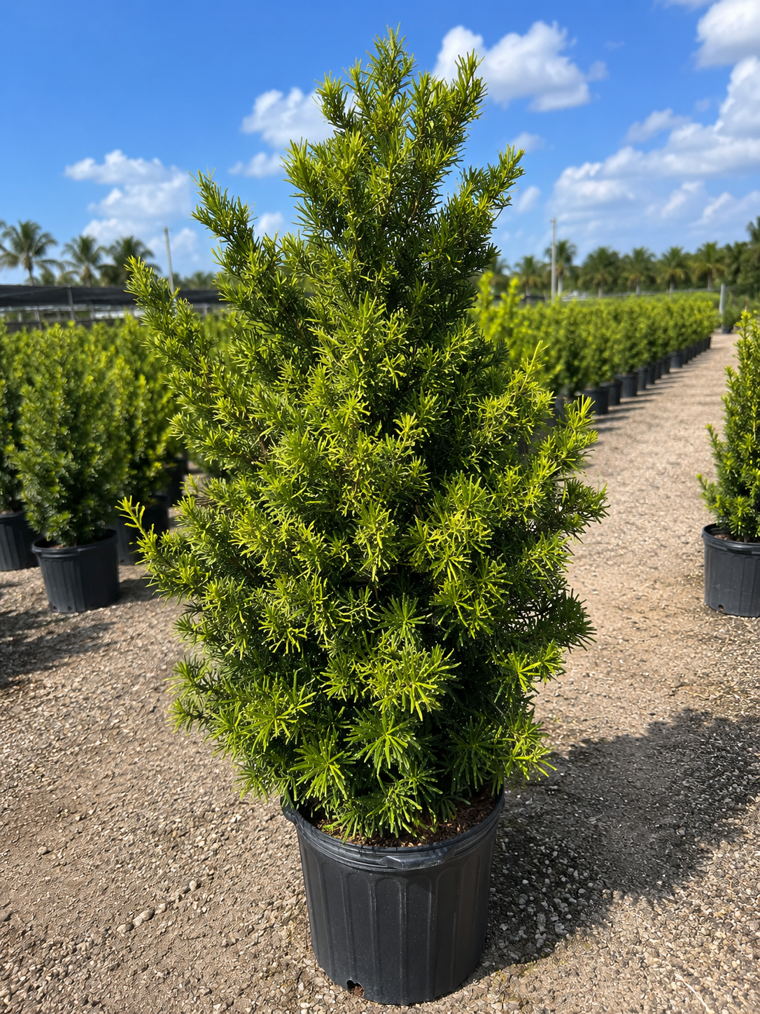 A potted green shrub with thin, needle-like leaves, outdoors on a sunny day with a blue sky and fluffy clouds, surrounded by rows of similar plants in black pots at a nursery.