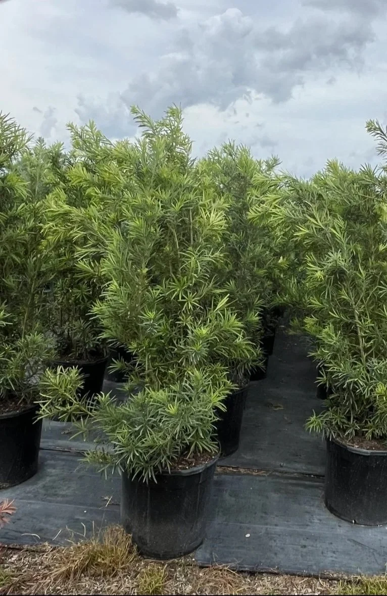 Green potted plants outdoors under cloudy sky in a nursery or garden center.