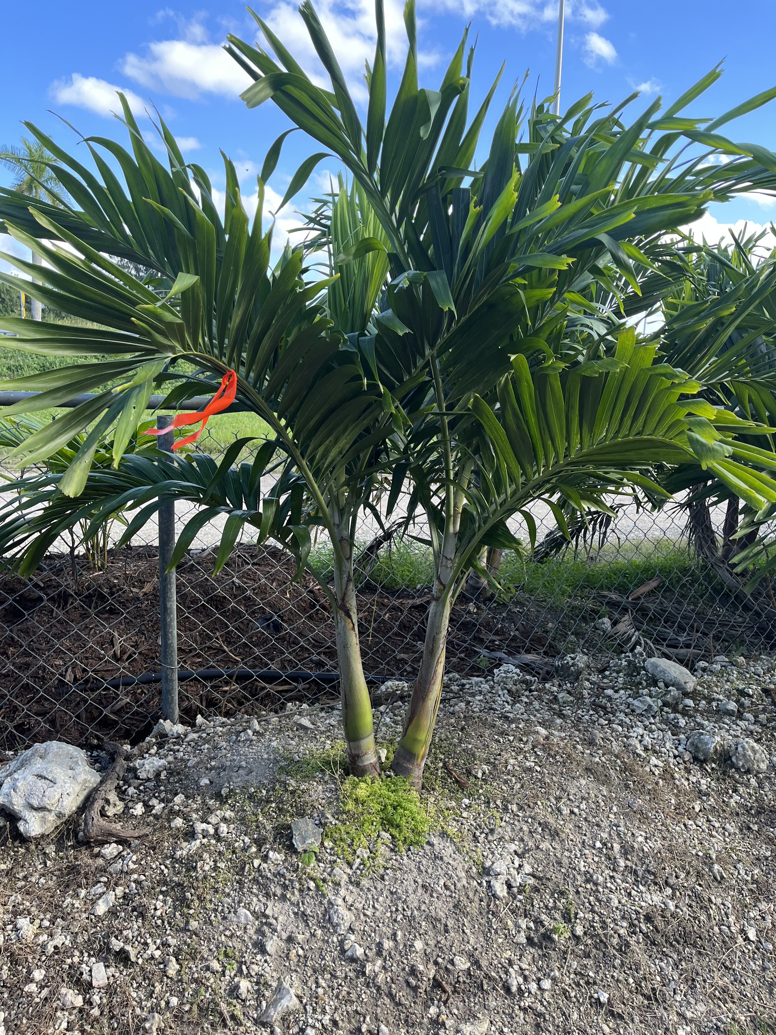 A young palm tree with two trunks growing in rocky soil, surrounded by a garden fence with a blue sky and a few clouds above.
