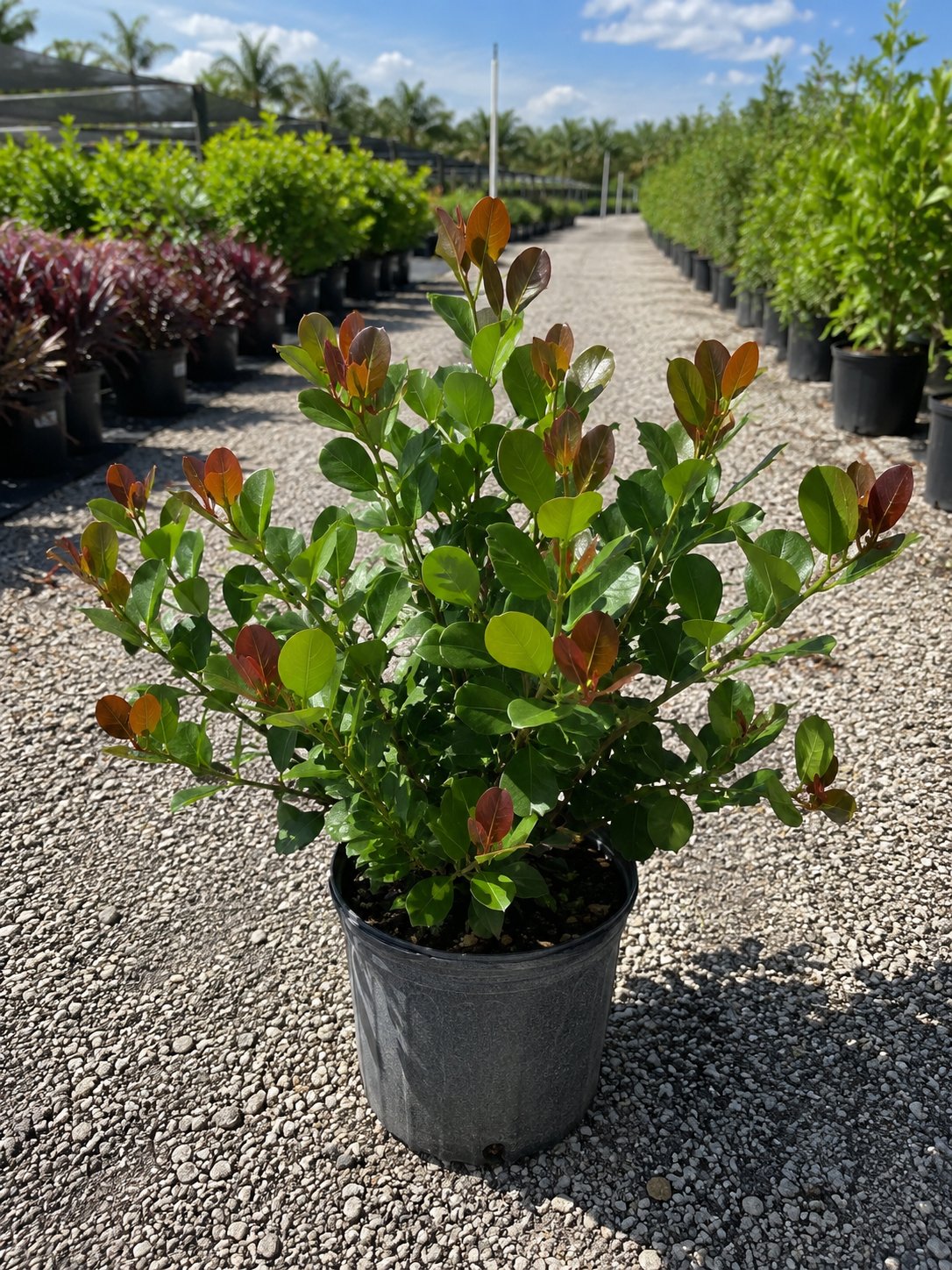 A potted shrub with green and reddish leaves in a nursery, with rows of other plants and a clear sky in the background.
