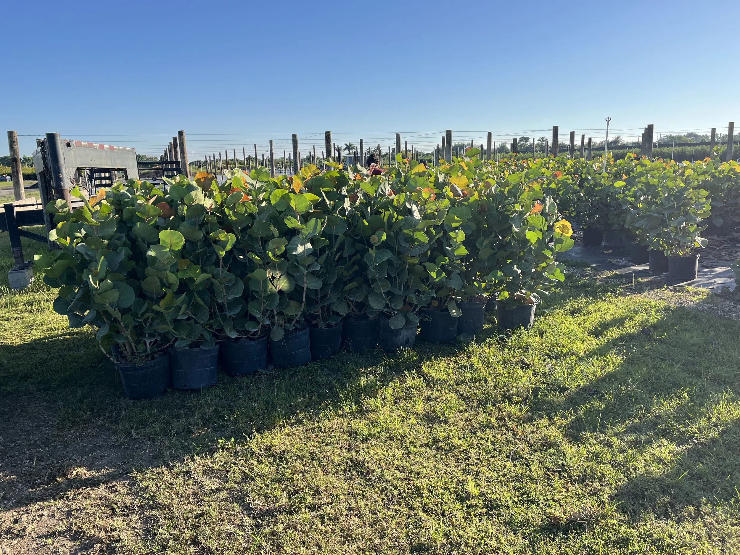 Rows of potted plants with green leaves in an outdoor nursery under a clear blue sky.