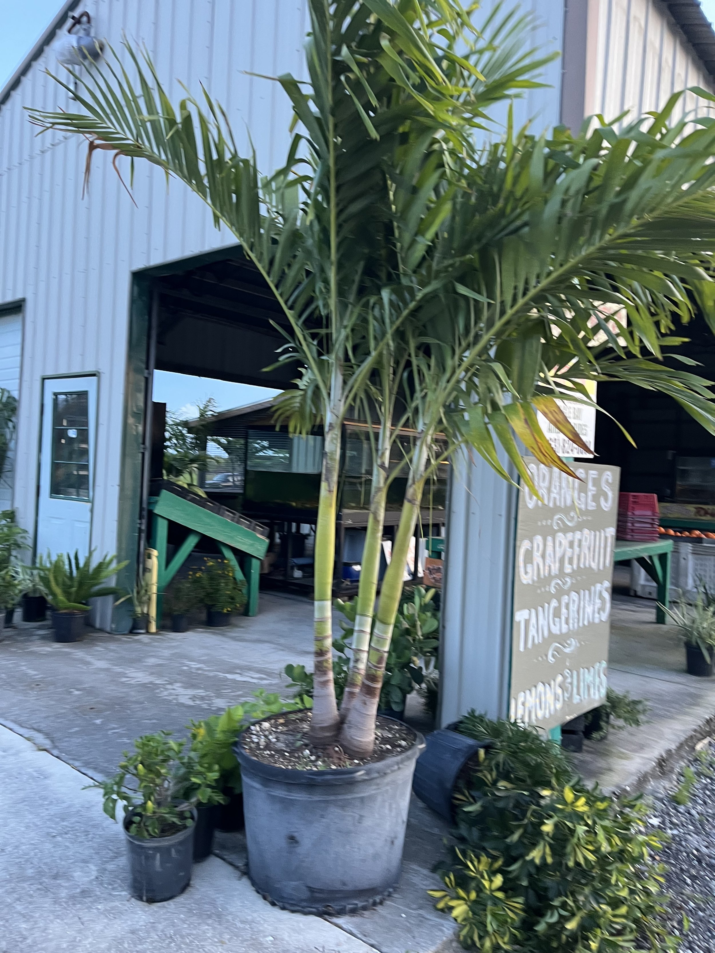 A large potted palm tree surrounded by smaller potted plants outside a commercial building with a signboard listing fruits like grapefruit, tangerines, and oranges.