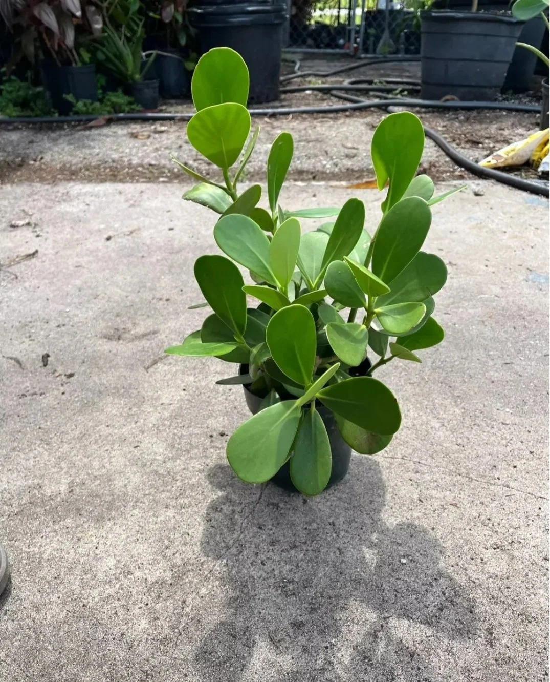 A potted plant with thick, oval green leaves sits on a concrete surface outdoors, with garden pots and hoses visible in the background.